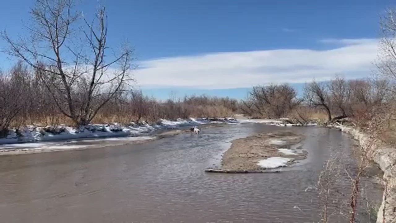 Enlarge Norah, a Adopted mixed breed in Commerce City, CO video 6/11