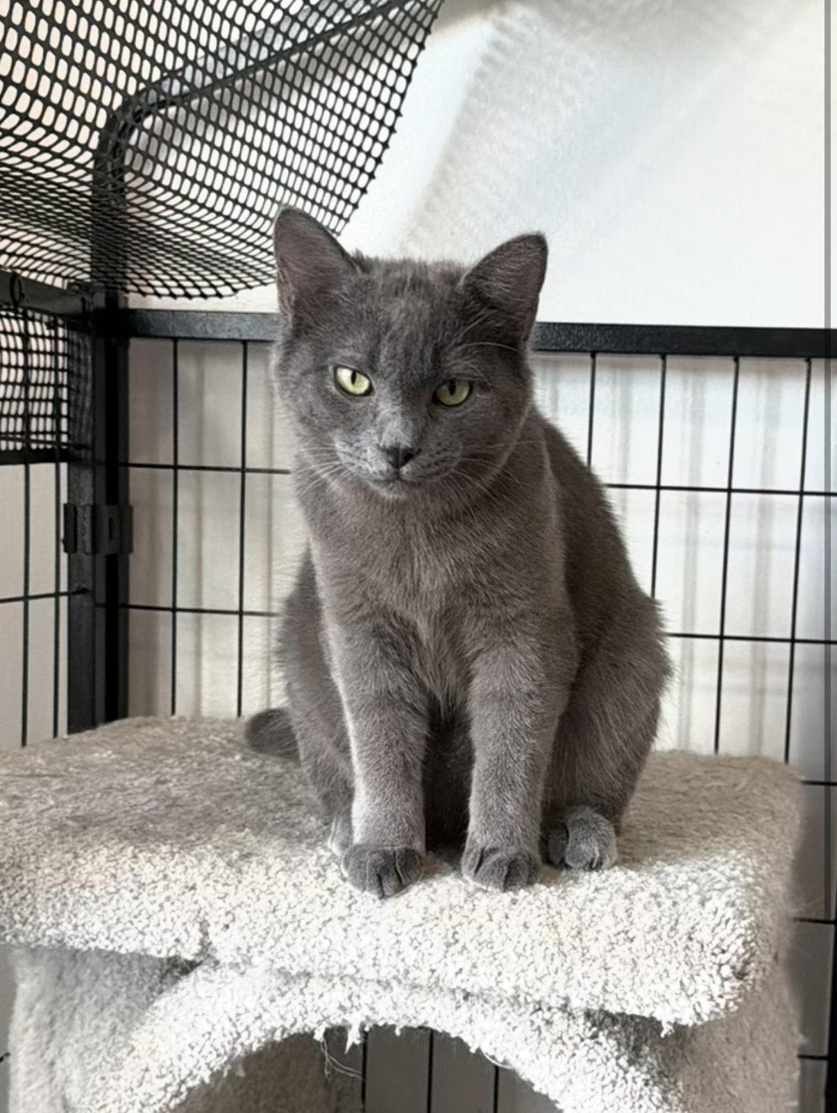 Enlarge Gizmo, a Adoptable Domestic Short Hair in Coralville, IA image 2/2