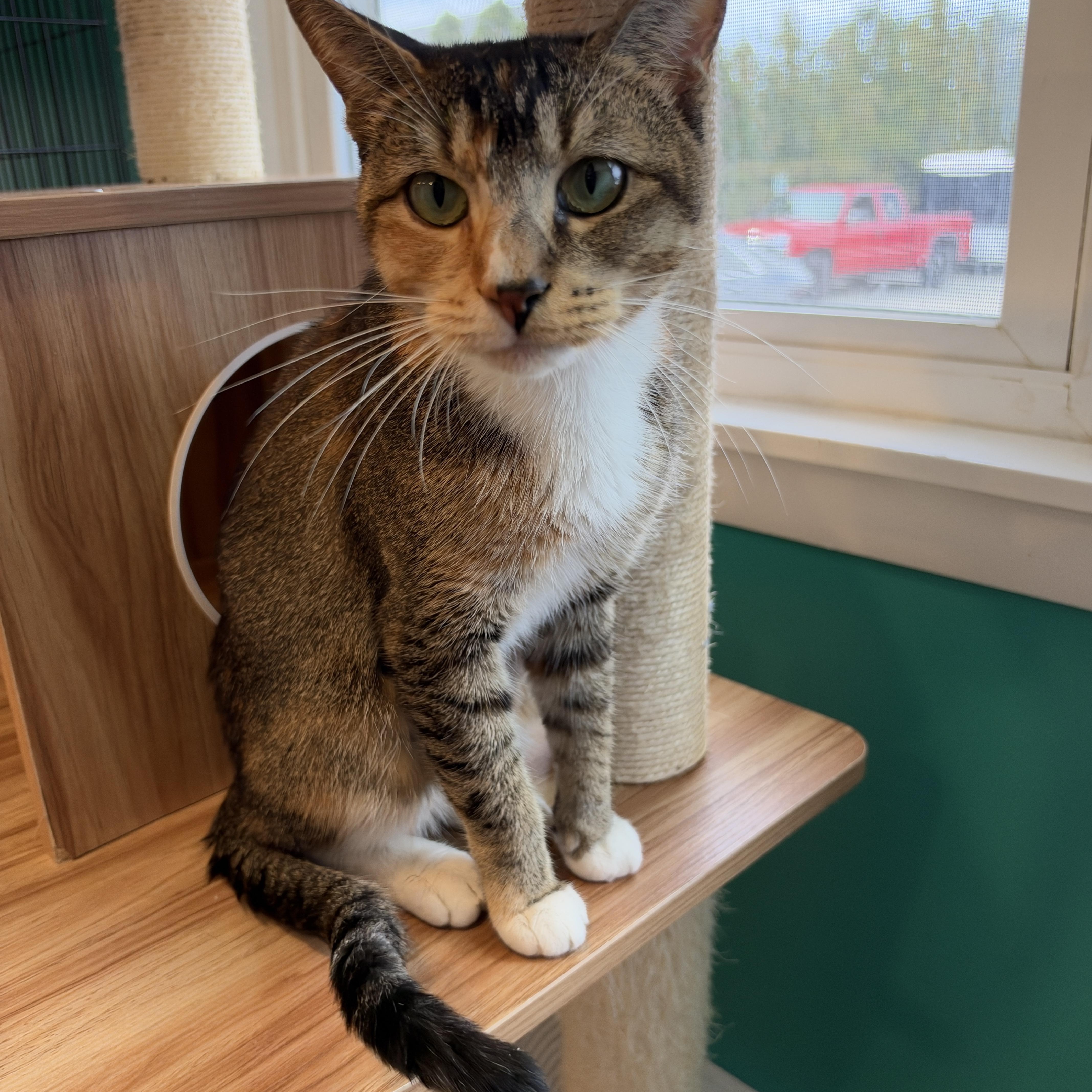 Enlarge Cat, a Adopted American Shorthair in Hull, MA image 4/5