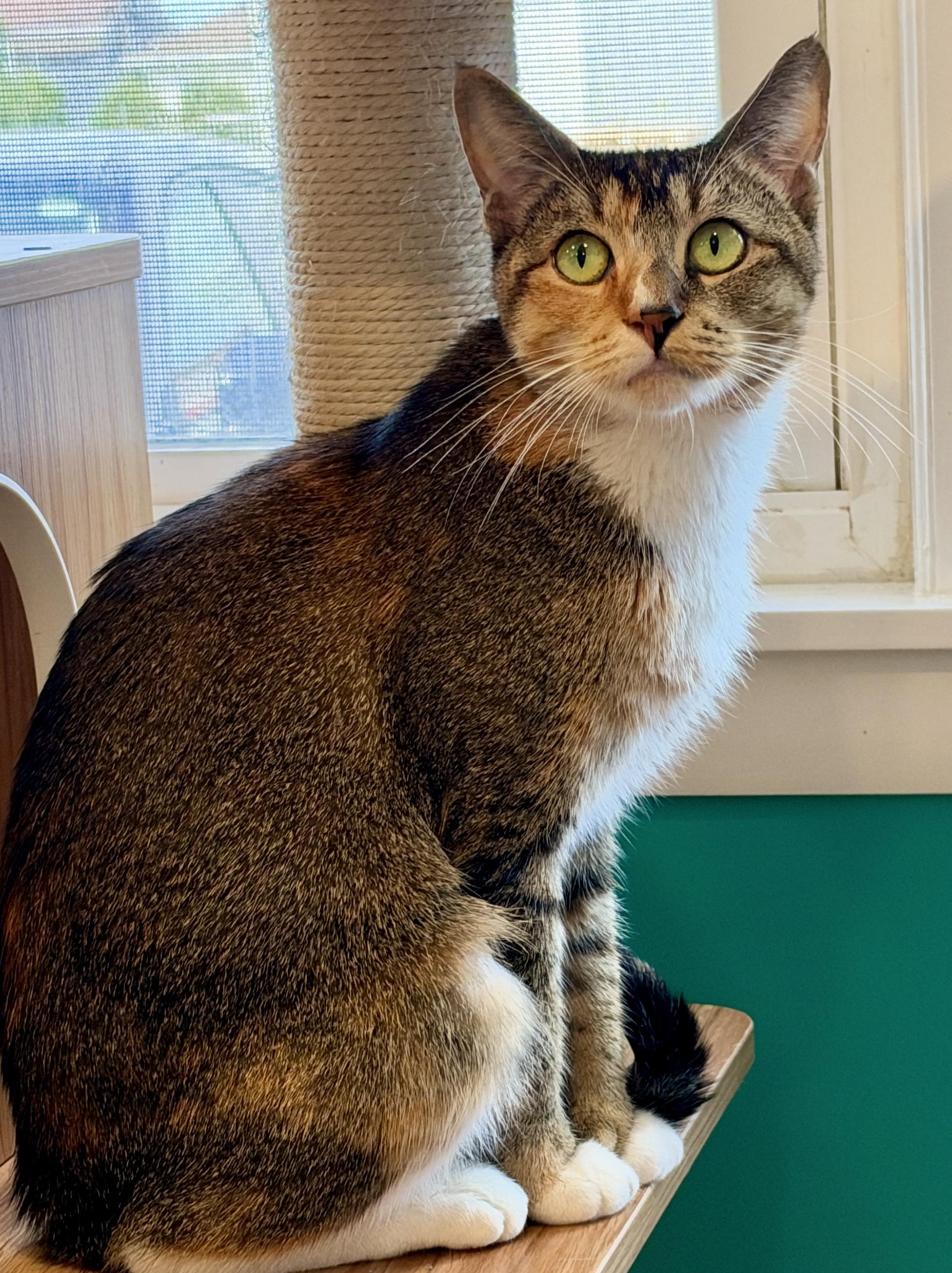 Enlarge Cat, a Adopted American Shorthair in Hull, MA image 3/5