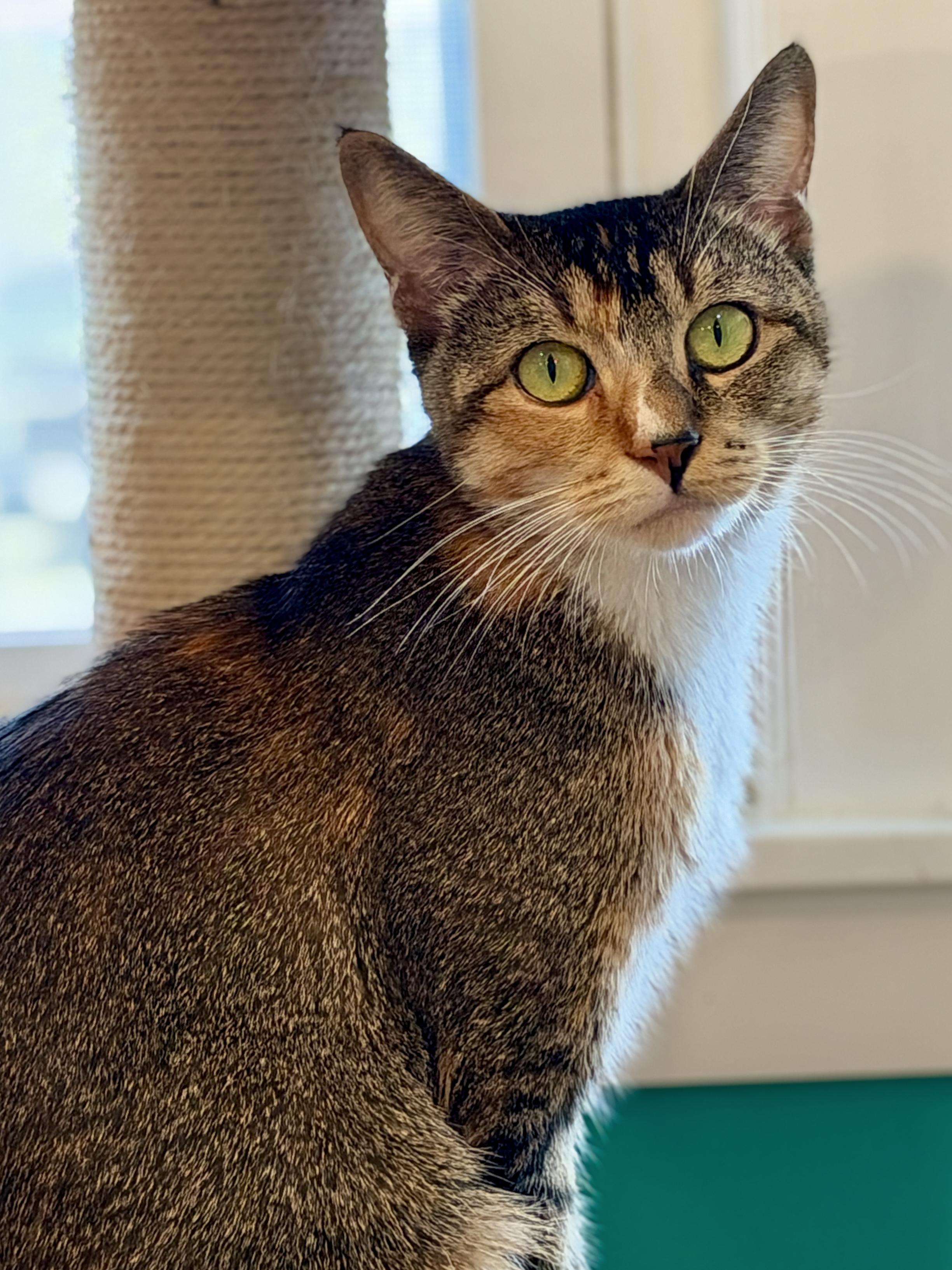 Enlarge Cat, a Adopted American Shorthair in Hull, MA image 5/5