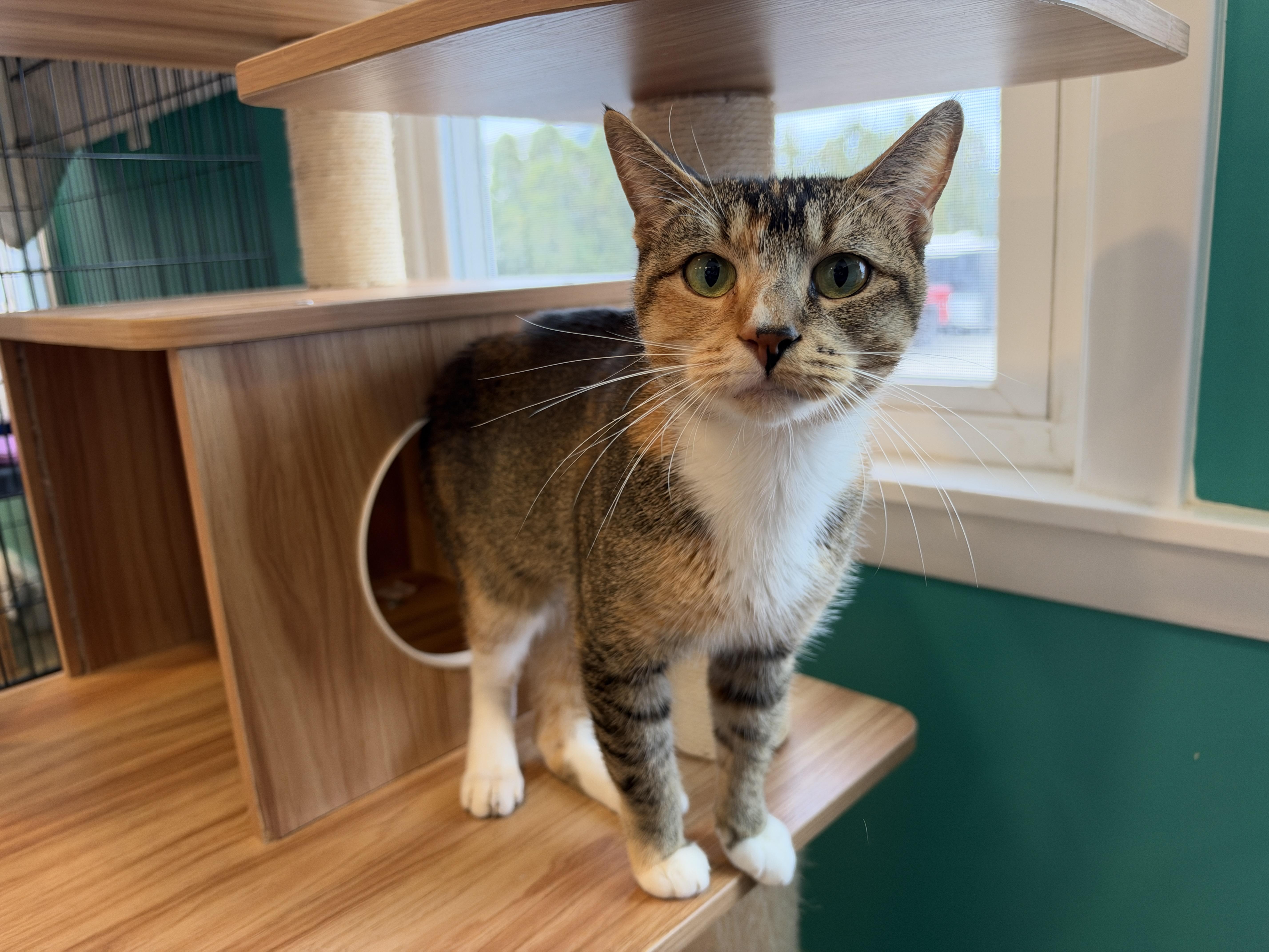Enlarge Cat, a Adopted American Shorthair in Hull, MA image 2/5