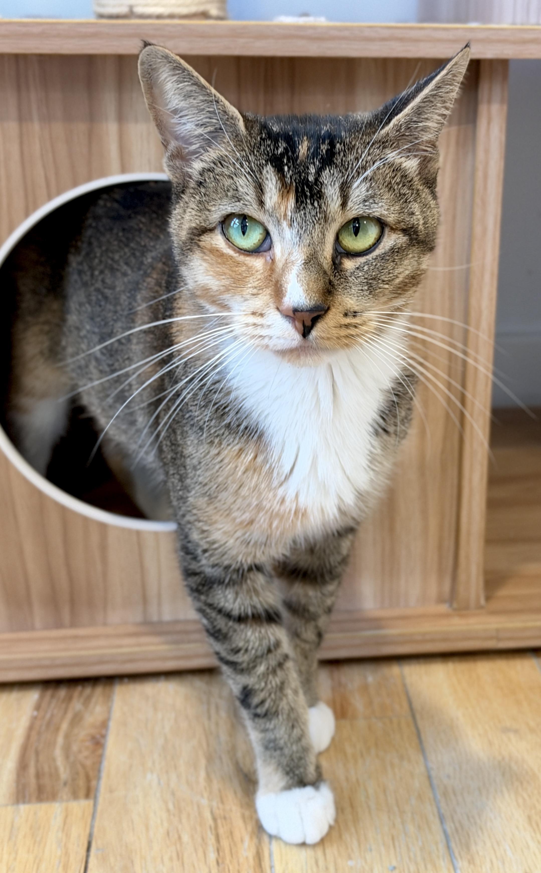 Cat, Adopted, Young Female American Shorthair.