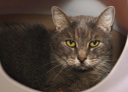 Gracie, adoptable, Senior Female Domestic Short Hair.