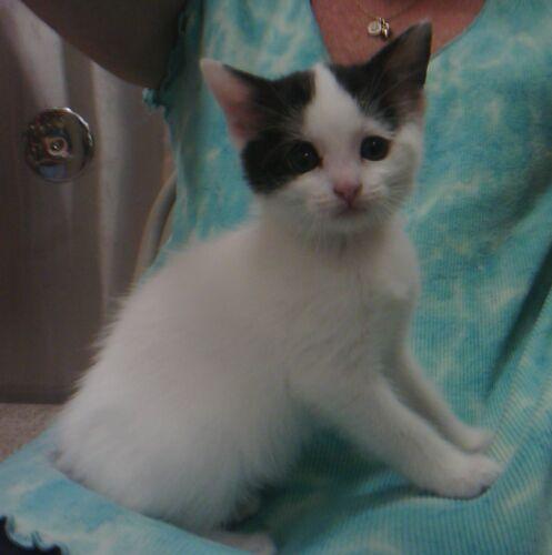 Deidre, Adopted, Kitten Female Domestic Short Hair.