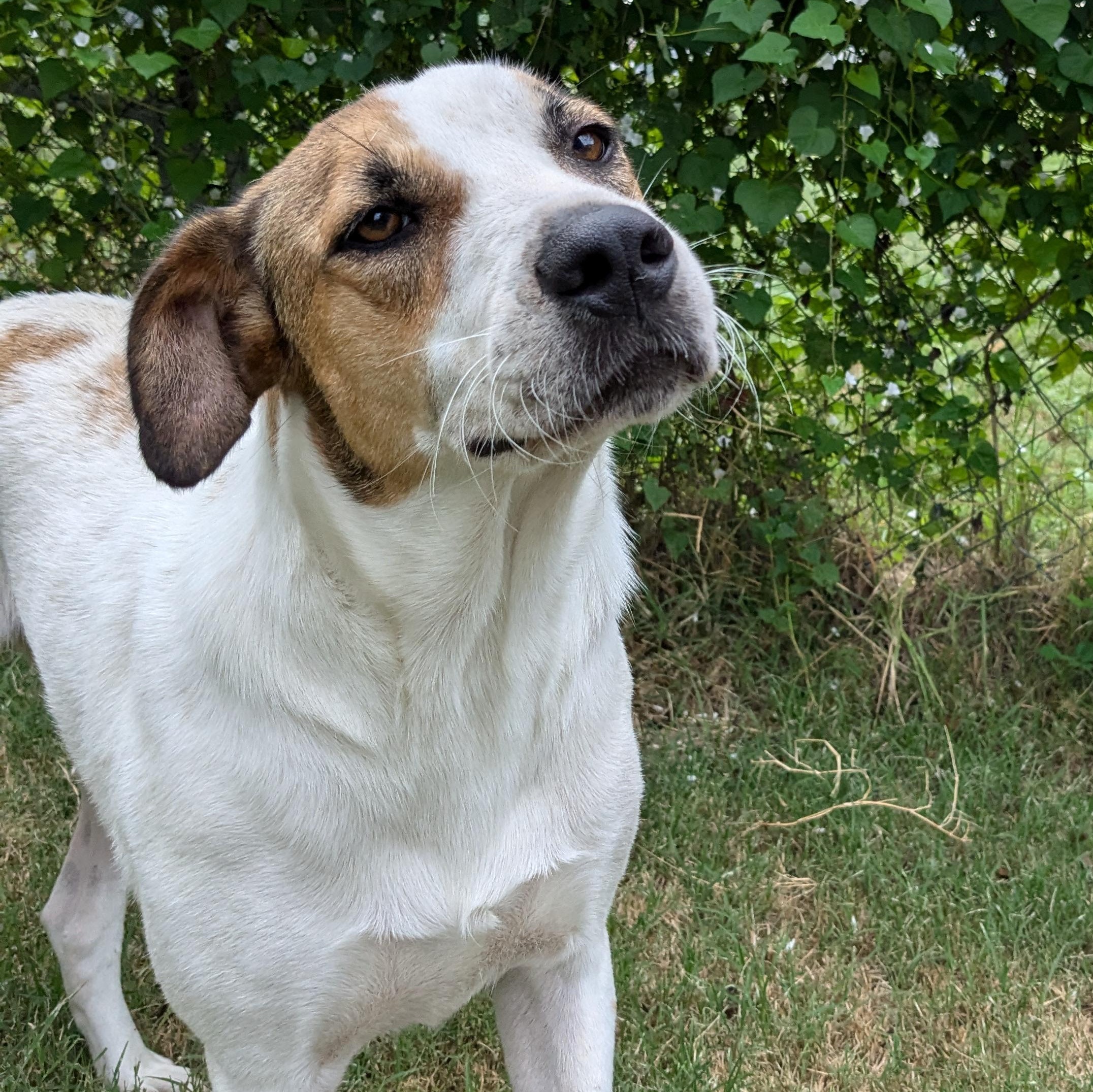 Enlarge Clover, a Adoptable mixed breed in Newport, AR image 4/6