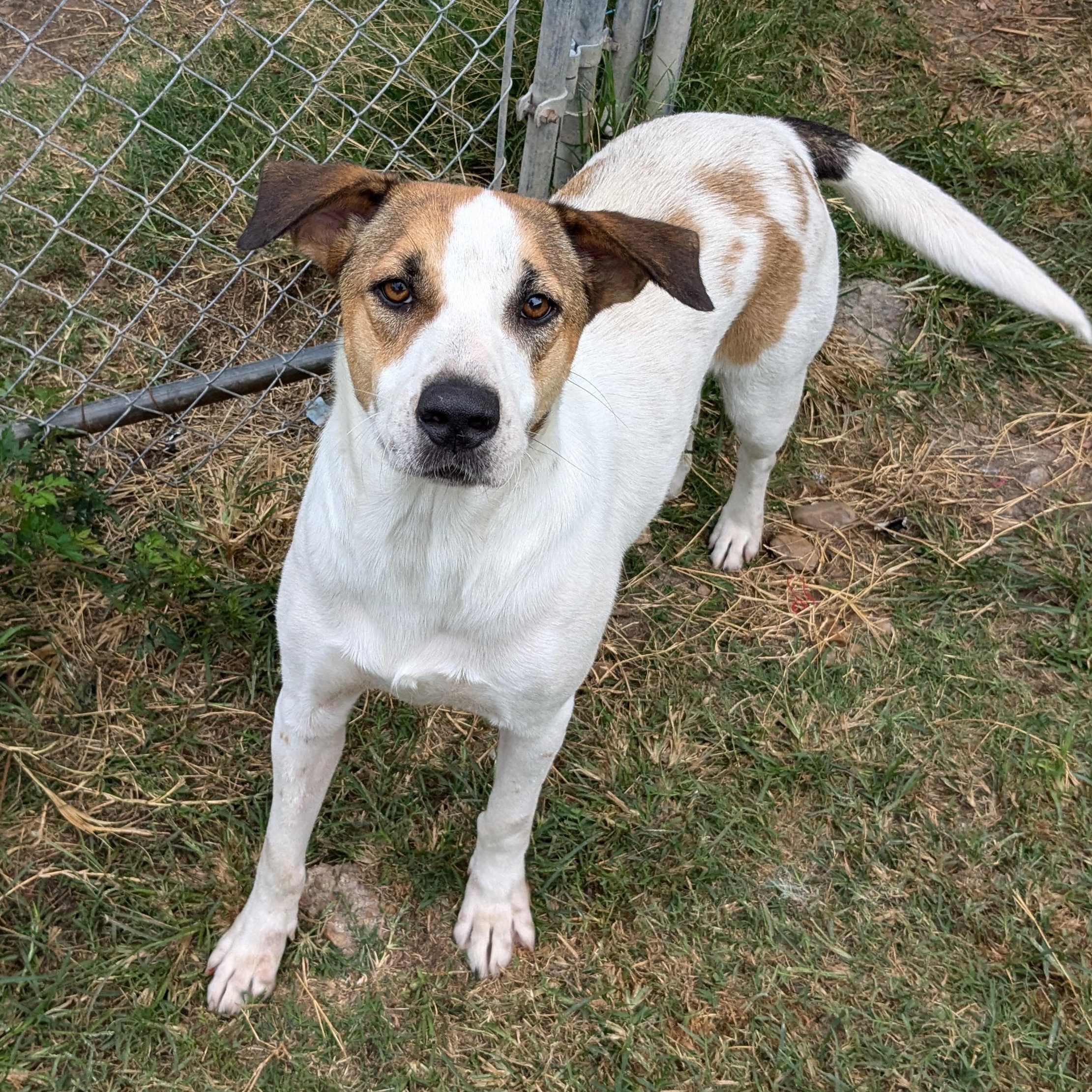 Enlarge Clover, a Adoptable mixed breed in Newport, AR image 6/6