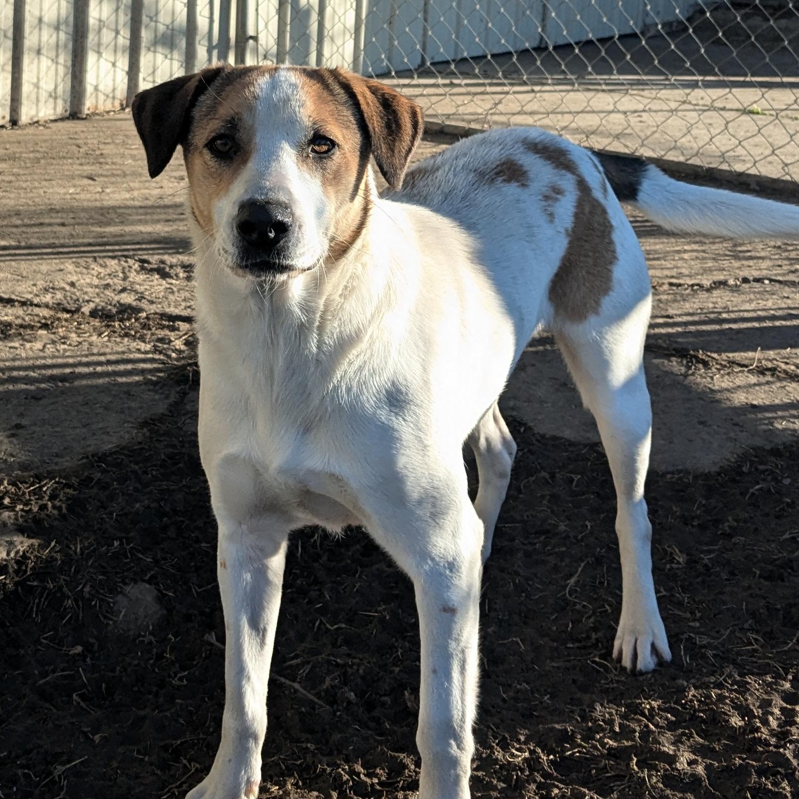 Enlarge Clover, a Adoptable mixed breed in Newport, AR image 5/6