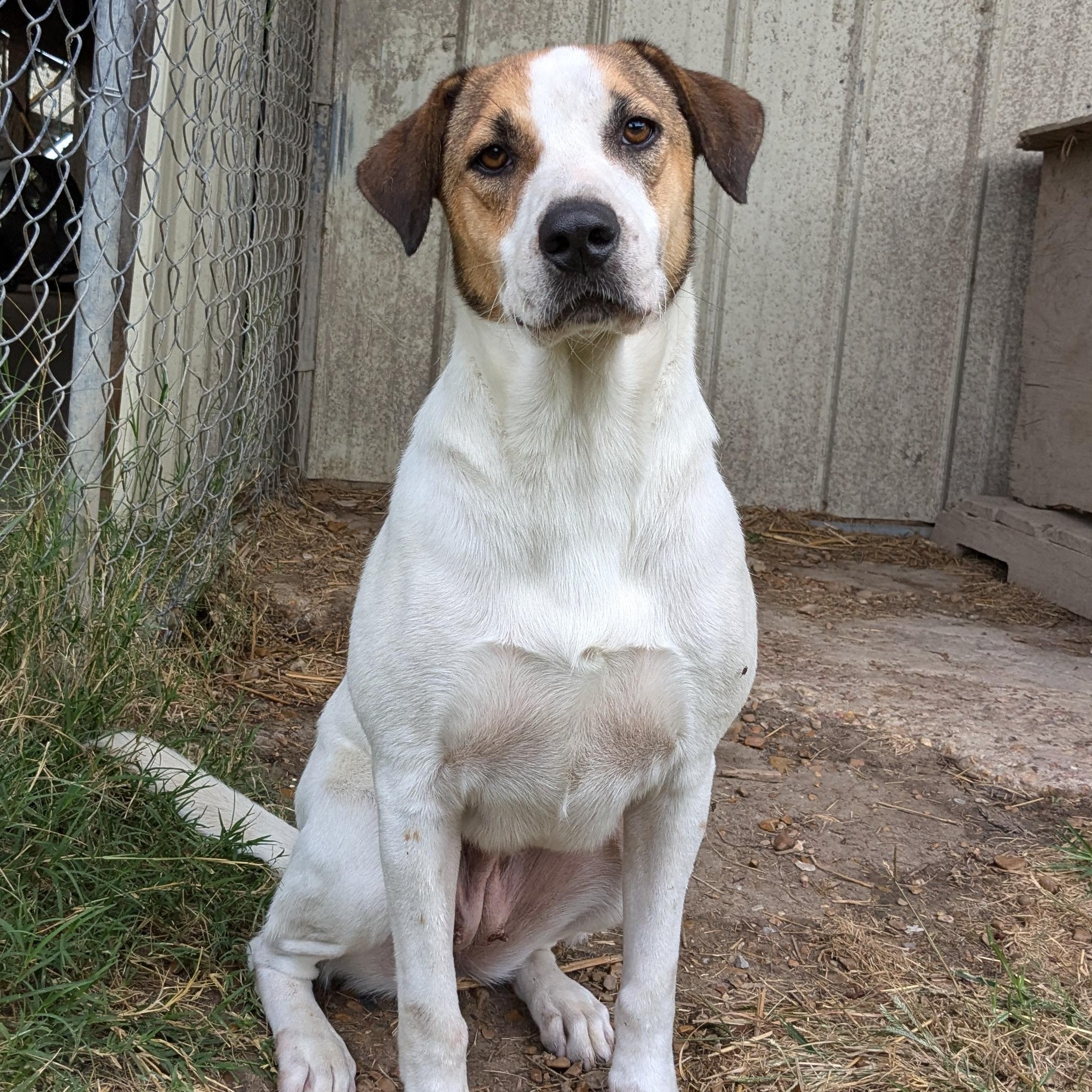 Enlarge Clover, a Adoptable mixed breed in Newport, AR image 2/6