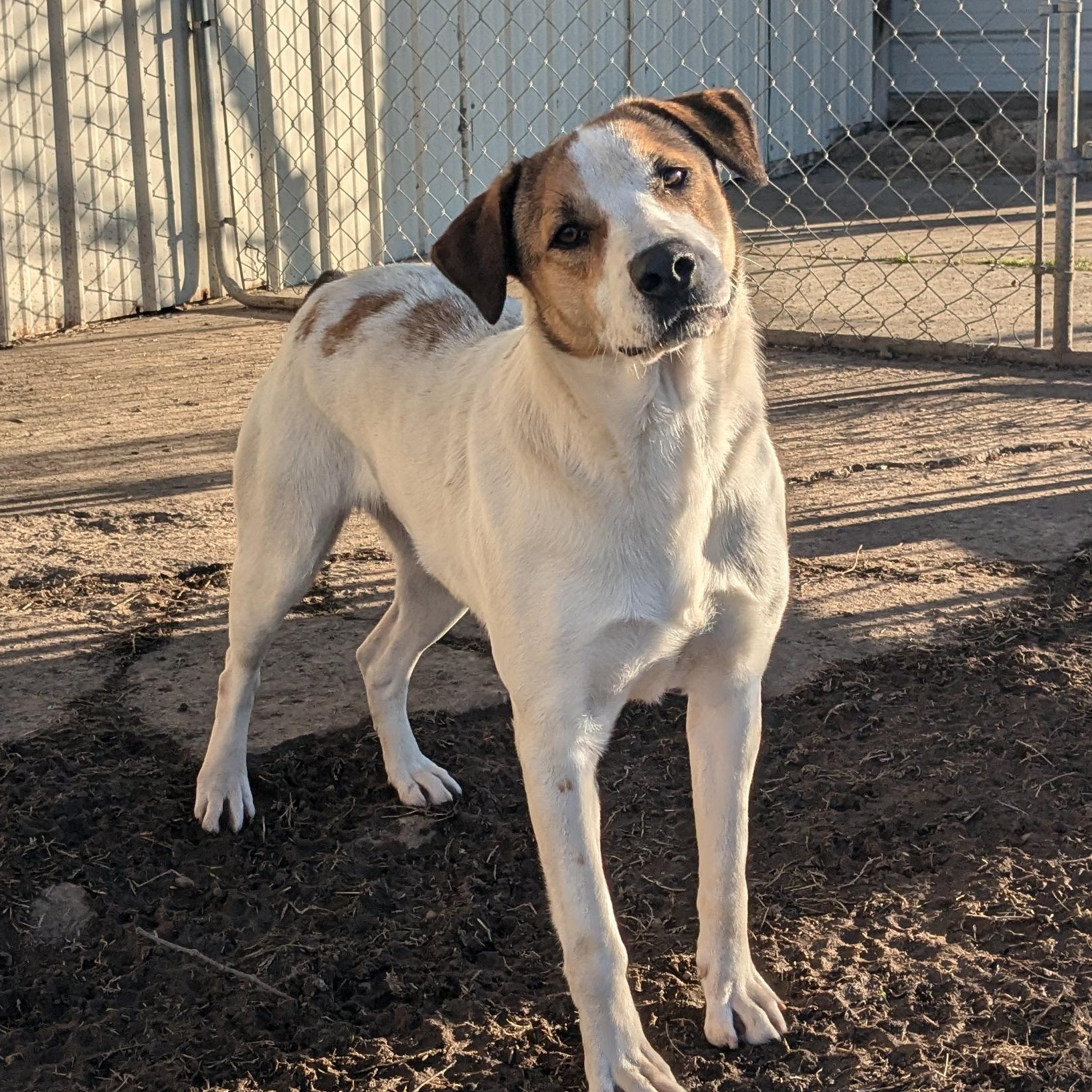 Enlarge Clover, a Adoptable mixed breed in Newport, AR image 3/6