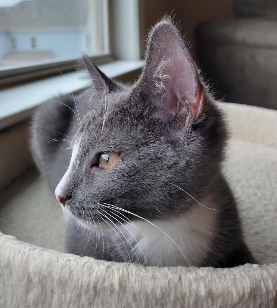 Enlarge Kiko, a Adopted mixed breed in Raleigh, NC image 2/5