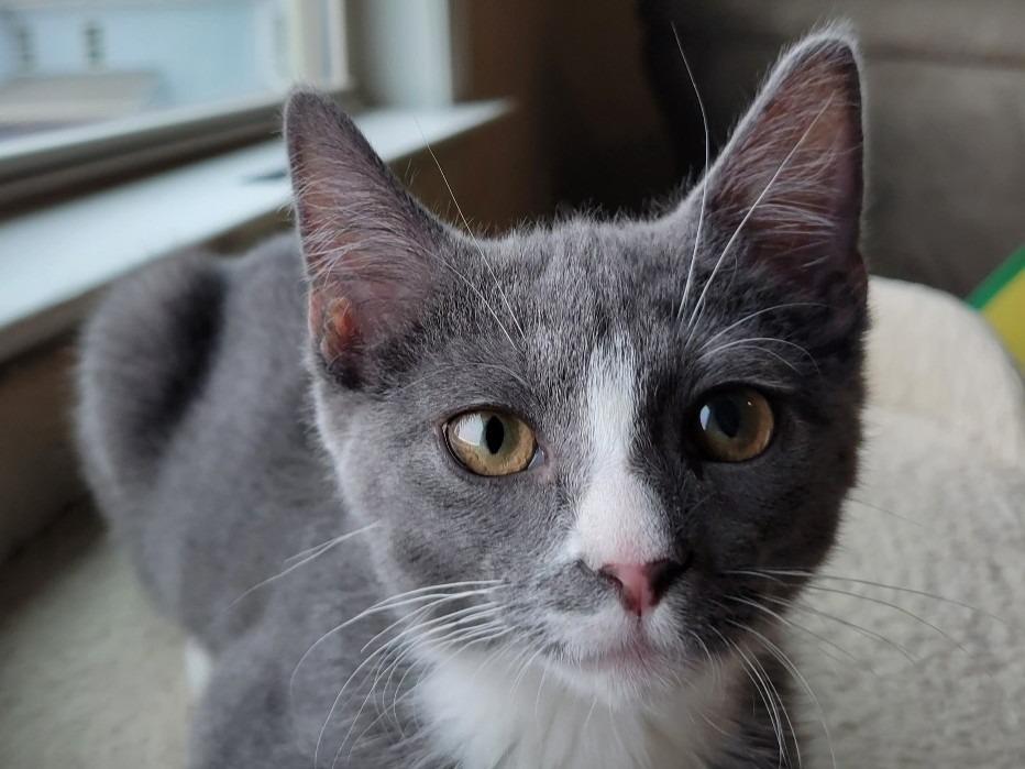 Enlarge Kiko, a Adopted mixed breed in Raleigh, NC image 5/5