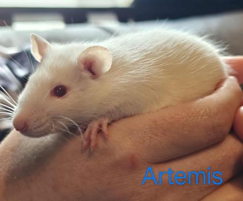 Enlarge Artemis, a Adoptable Rat in Merrimack, NH image 1/1