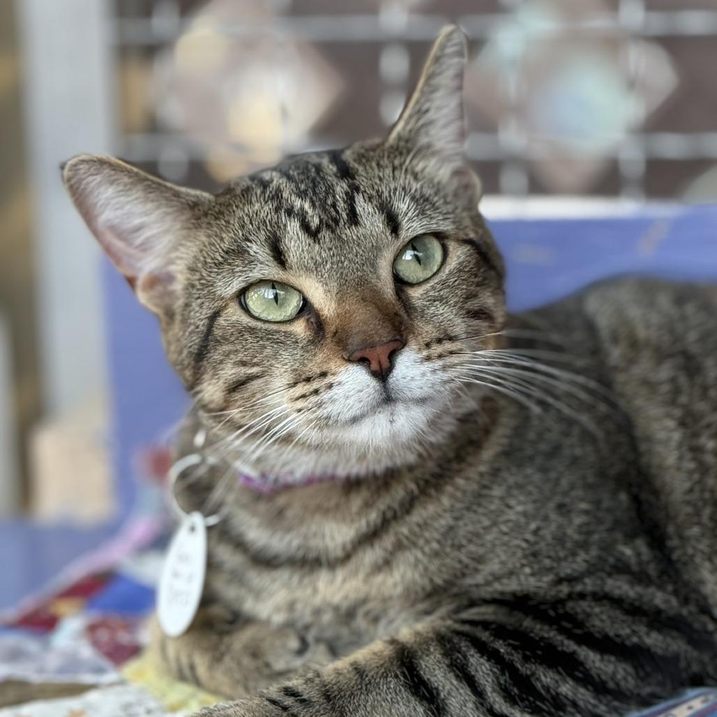 Queen Bee, Adoptable, Adult Female Domestic Short Hair.