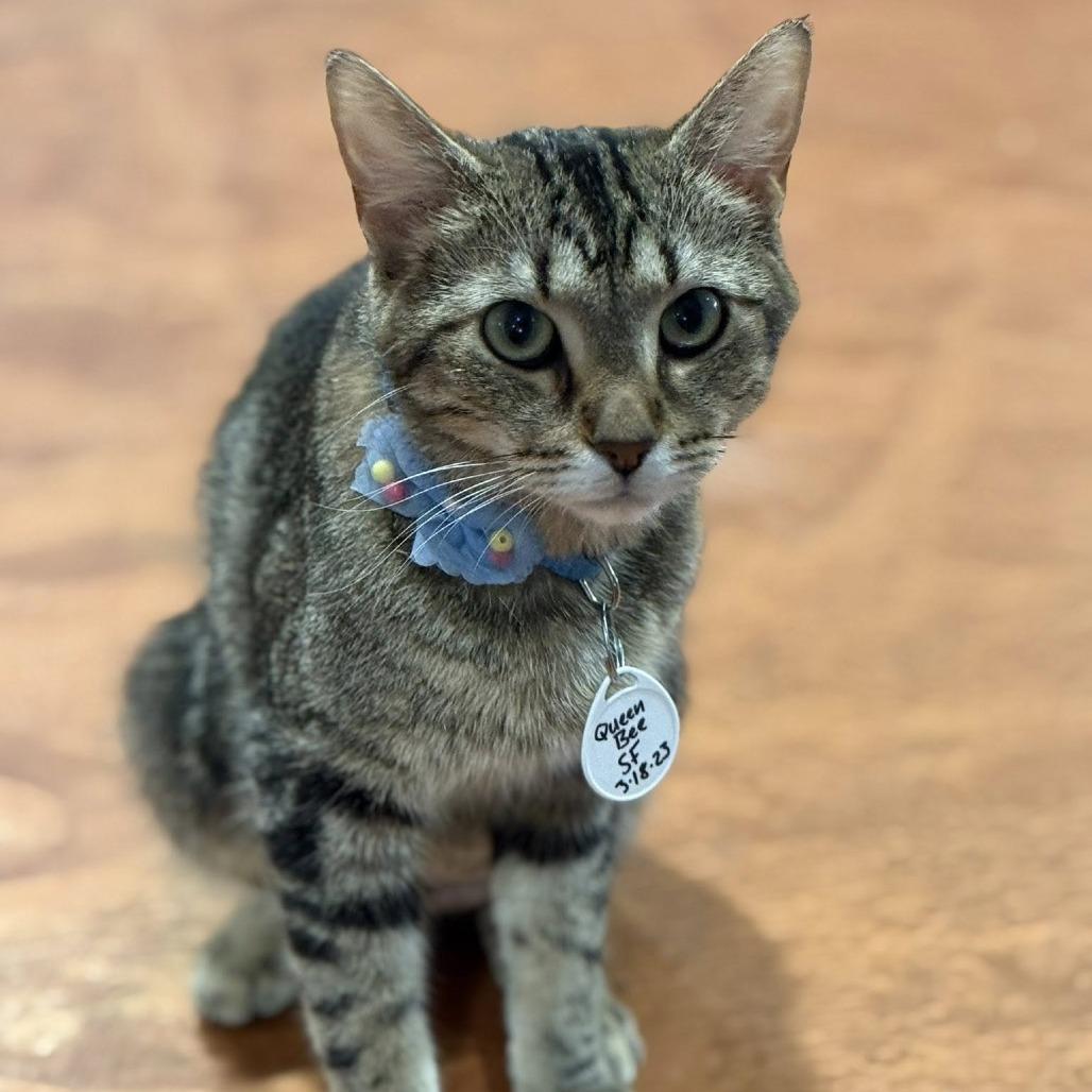 Enlarge Queen Bee, a Adoptable Domestic Short Hair in Tucson, AZ image 3/4