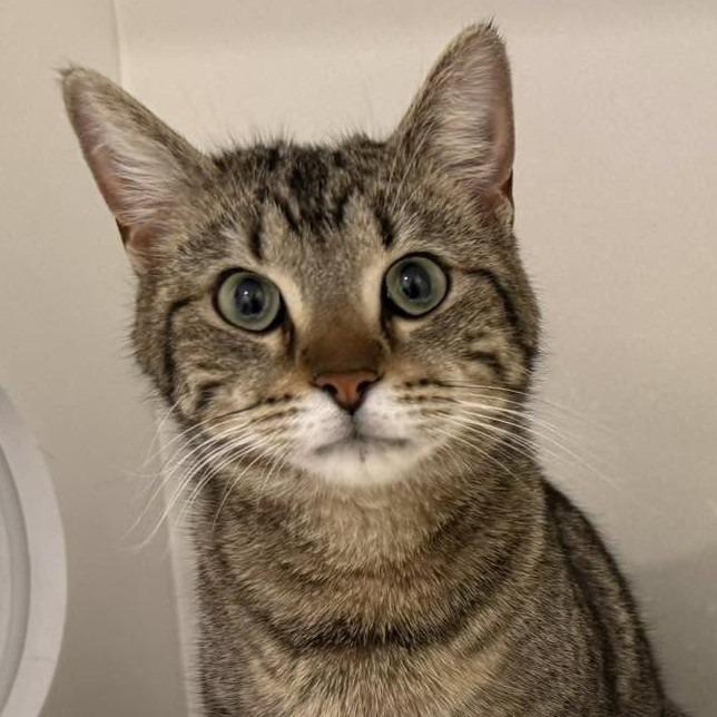 Enlarge Queen Bee, a Adoptable Domestic Short Hair in Tucson, AZ image 4/4