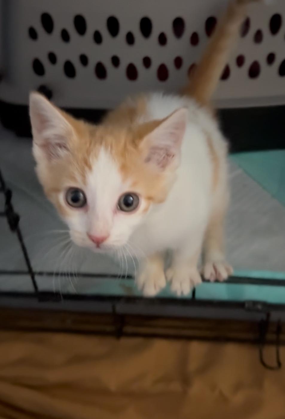 Milo, Adopted, Kitten Male American Shorthair.