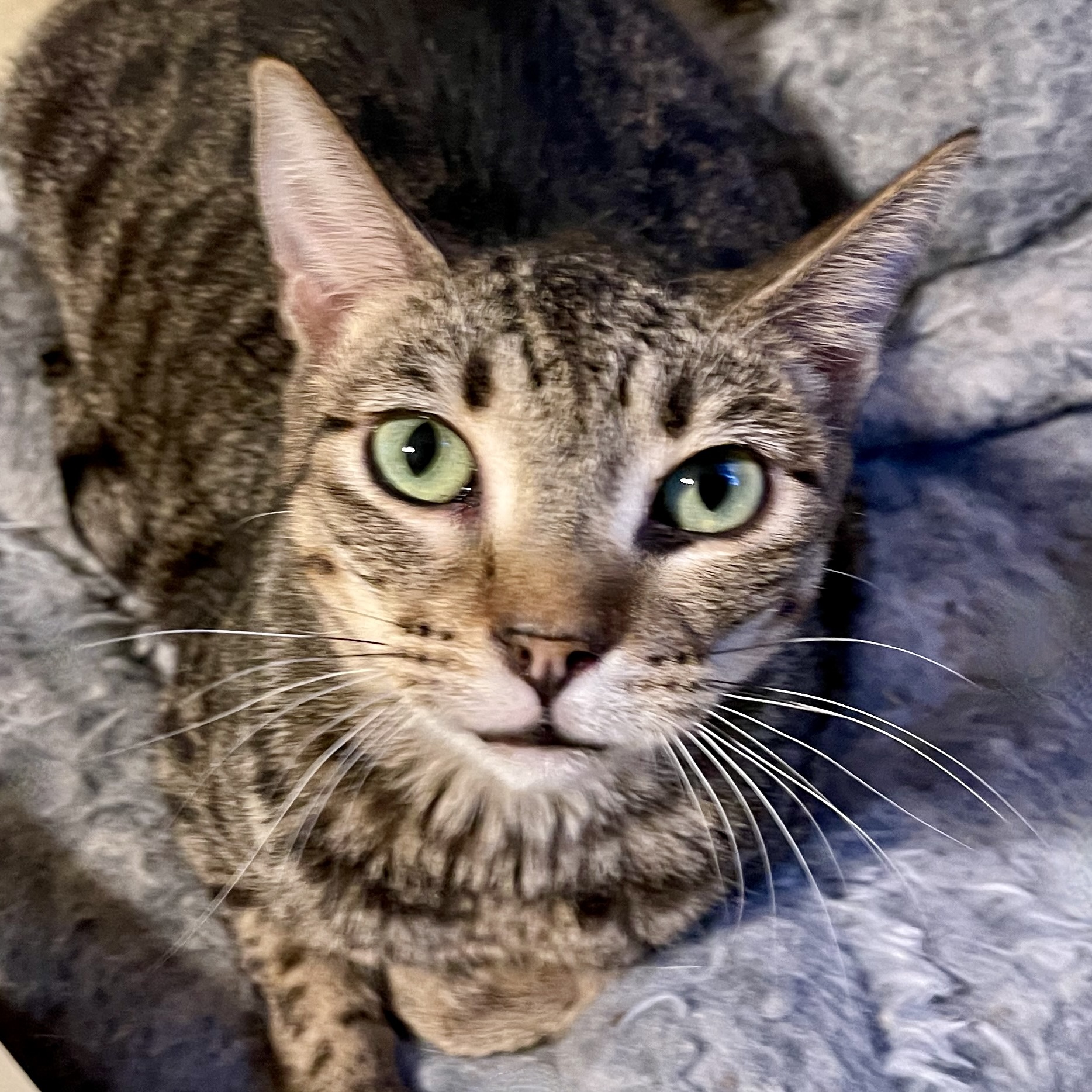 Arleta, an adoptable Domestic Short Hair in Los Angeles, CA, 90046 | Photo Image 1