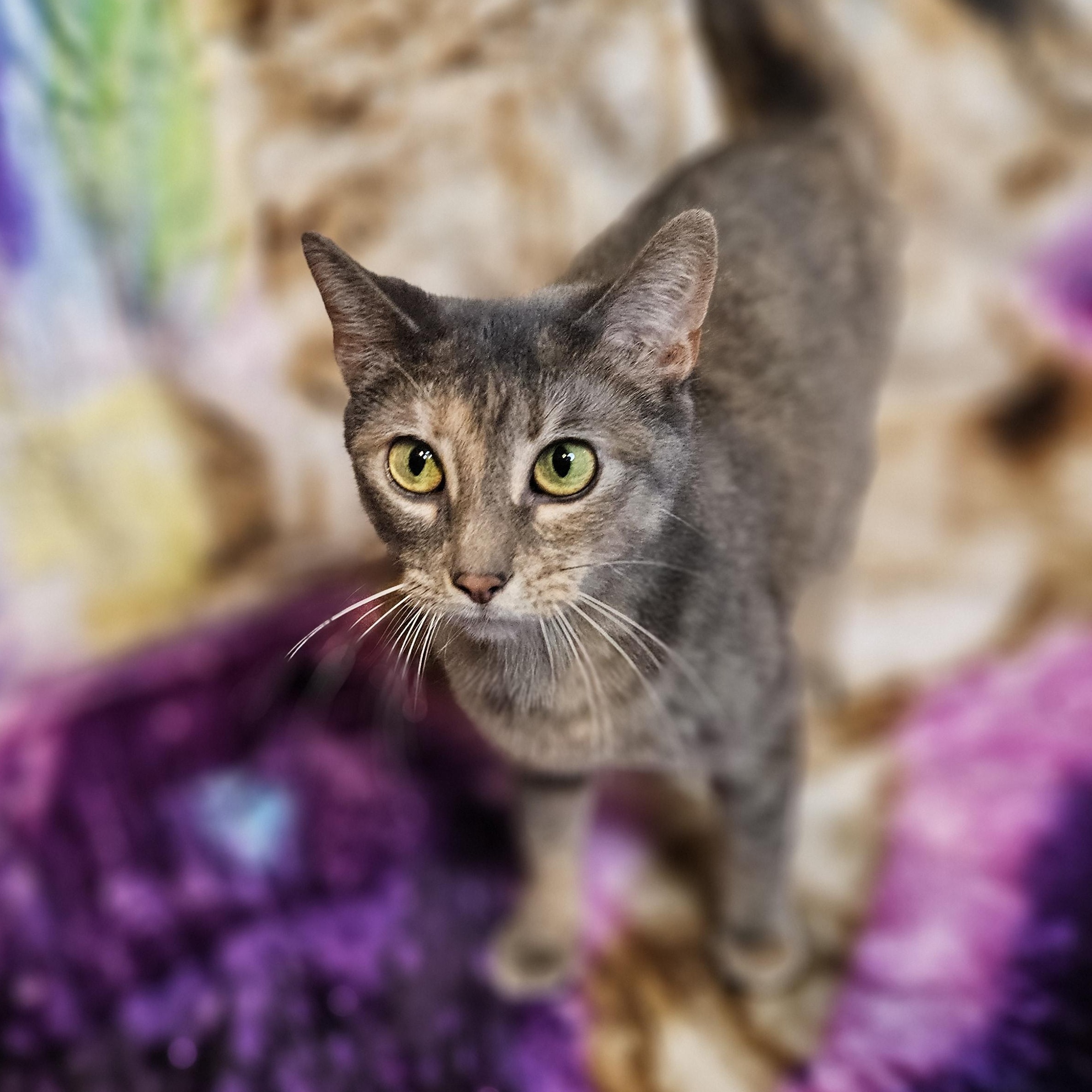 Enlarge Rena, a Adoptable mixed breed in Antioch, IL image 5/6