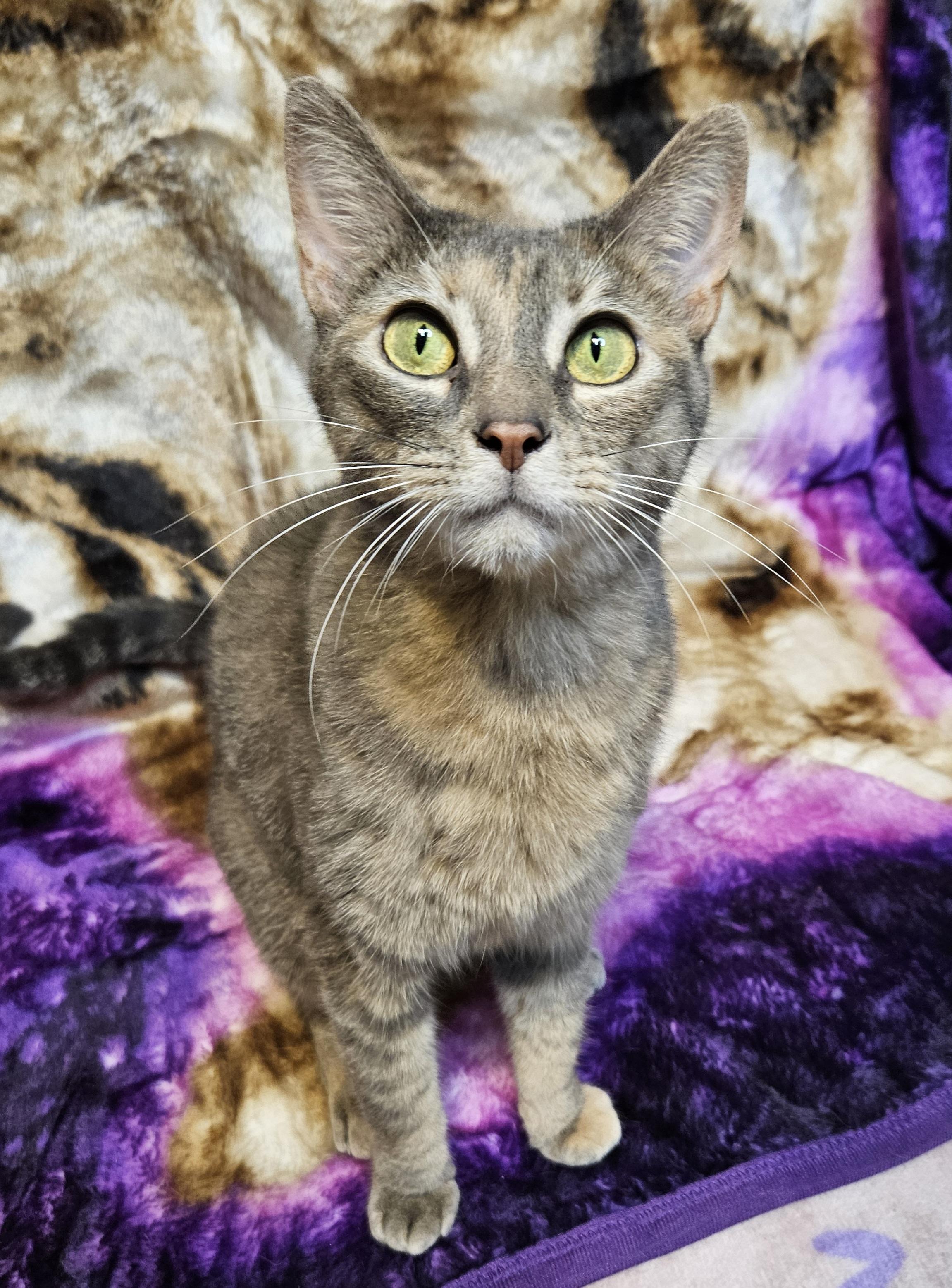 Enlarge Rena, a Adoptable mixed breed in Antioch, IL image 3/6