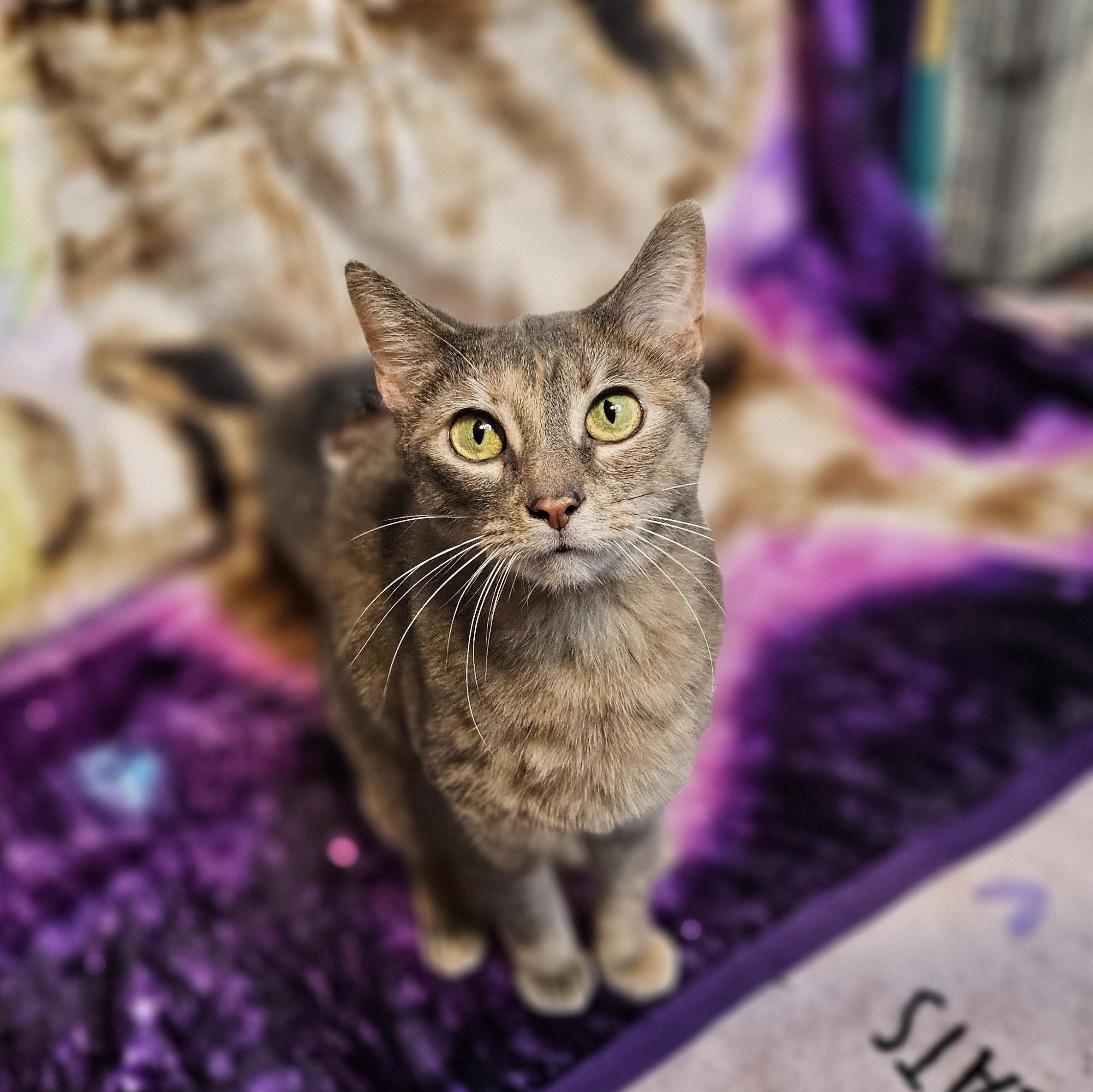 Enlarge Rena, a Adoptable mixed breed in Antioch, IL image 1/6