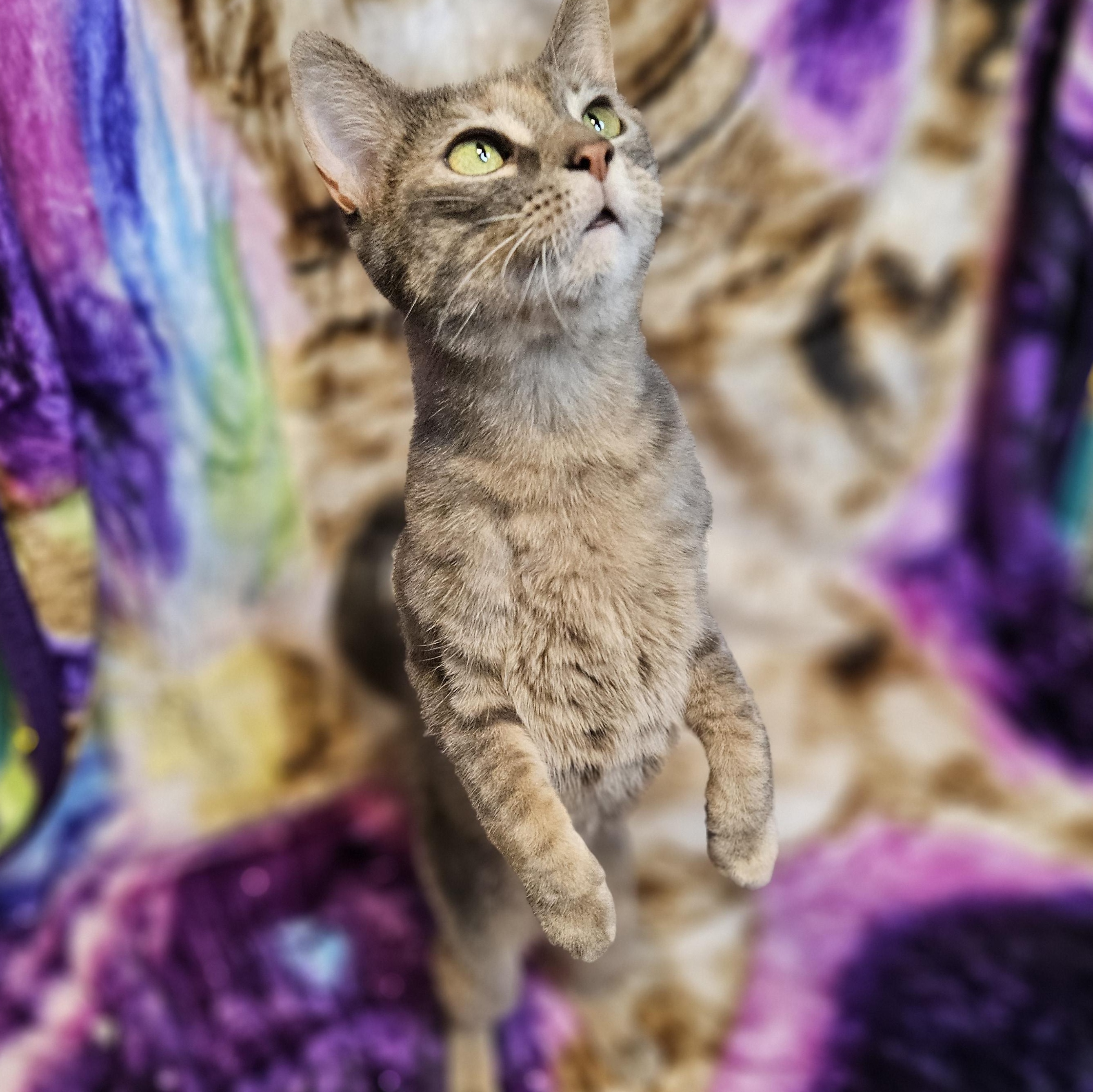 Enlarge Rena, a Adoptable mixed breed in Antioch, IL image 6/6