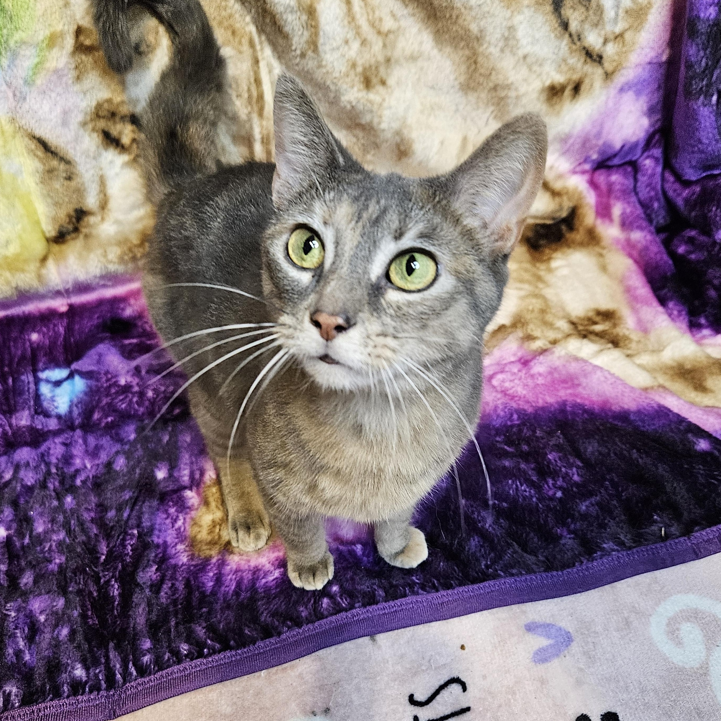 Enlarge Rena, a Adoptable mixed breed in Antioch, IL image 2/6