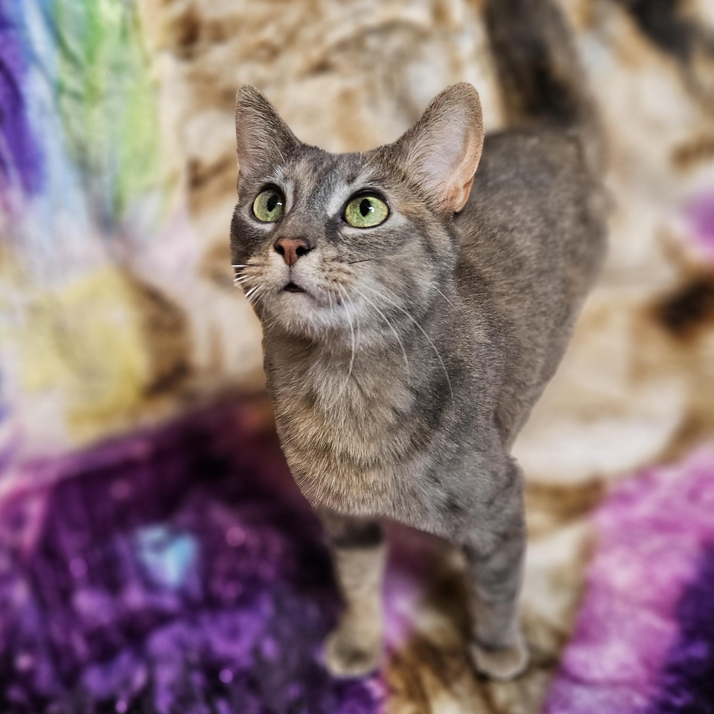 Enlarge Rena, a Adoptable mixed breed in Antioch, IL image 4/6