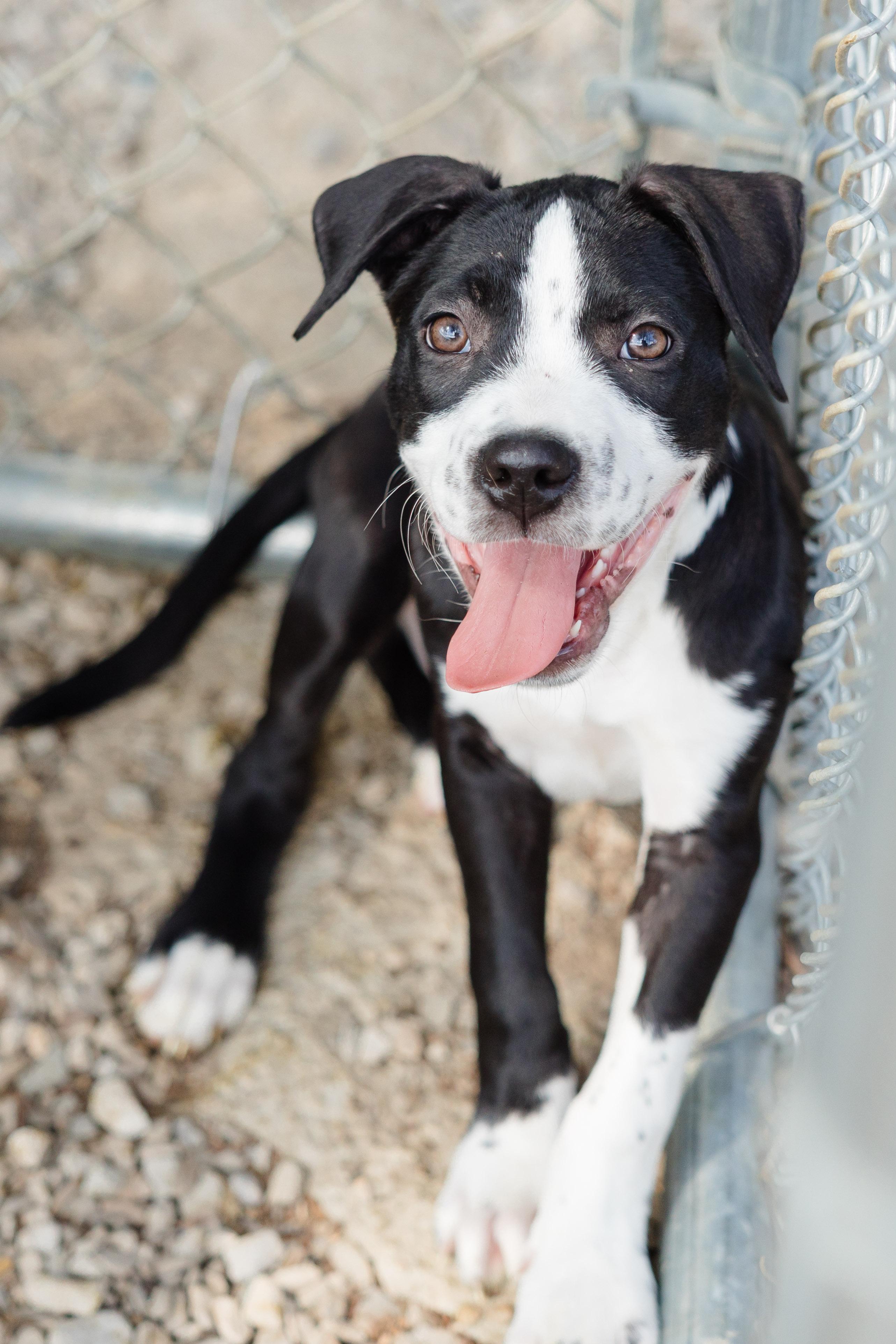 Bad Boy, Adoptable, Puppy Male Australian Shepherd & Pit Bull Terrier.
