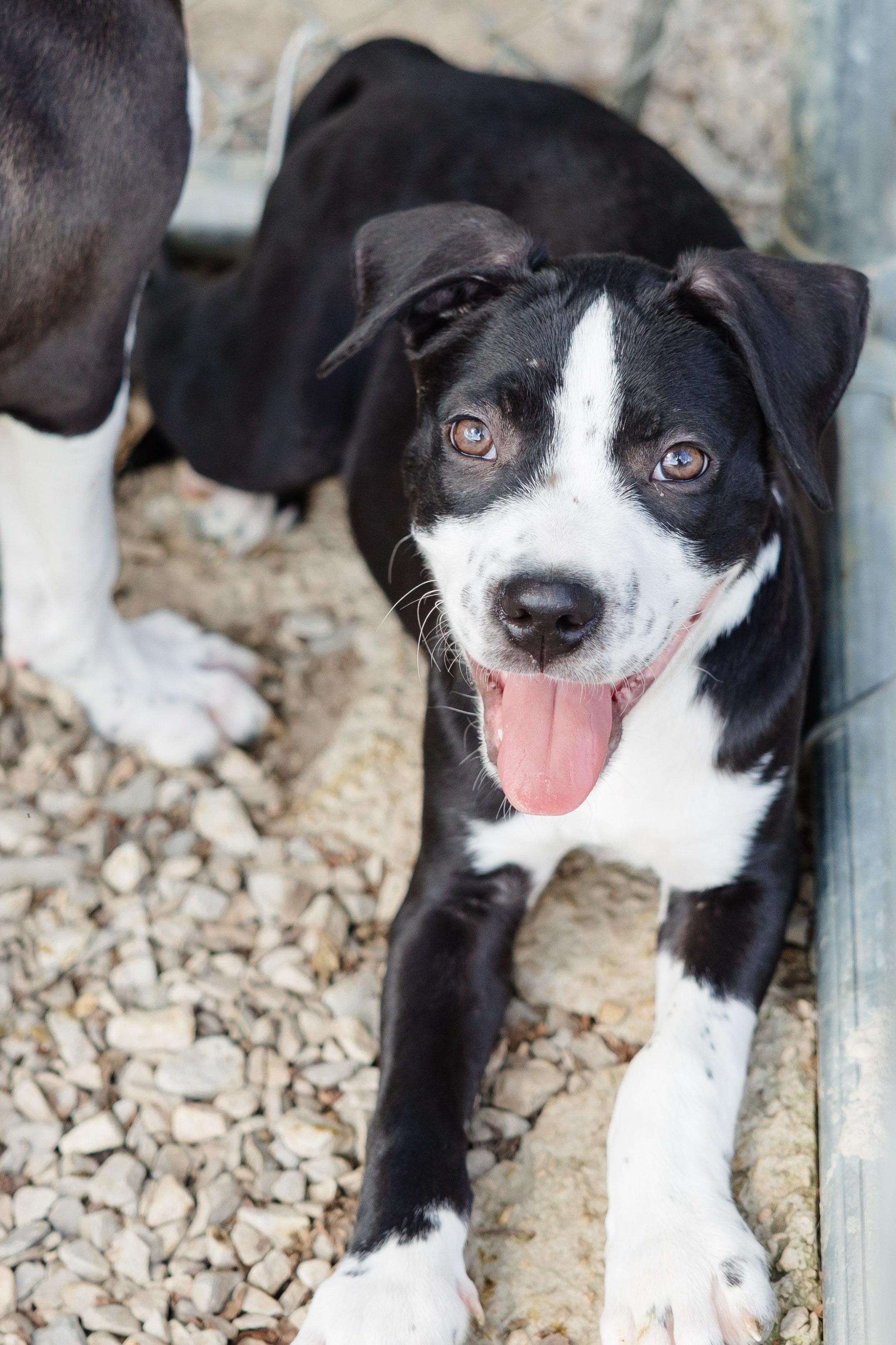 Enlarge Bad Boy, a Adoptable mixed breed in Newburgh, IN image 3/4