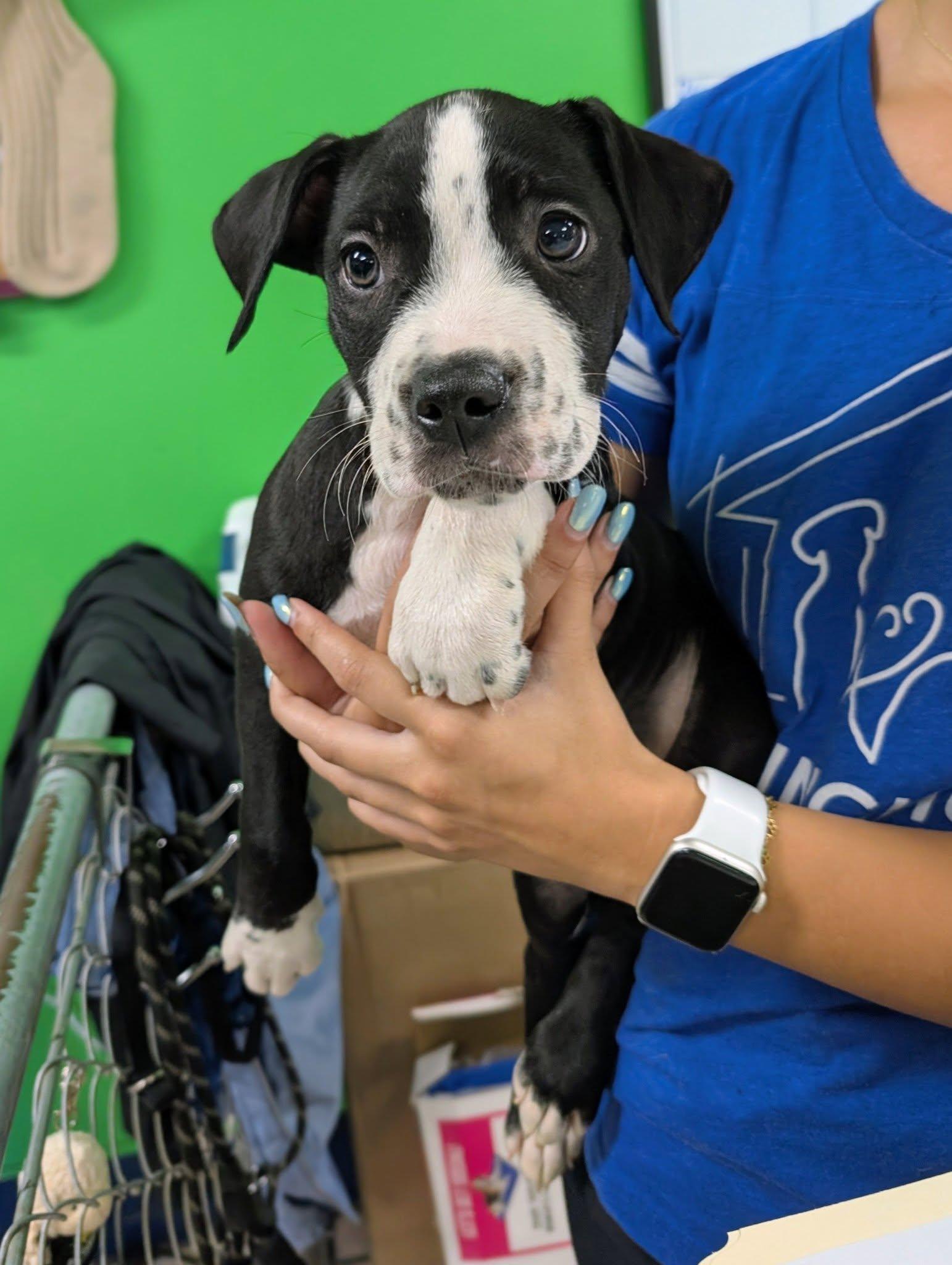 Enlarge Bad Boy, a Adoptable mixed breed in Newburgh, IN image 4/4