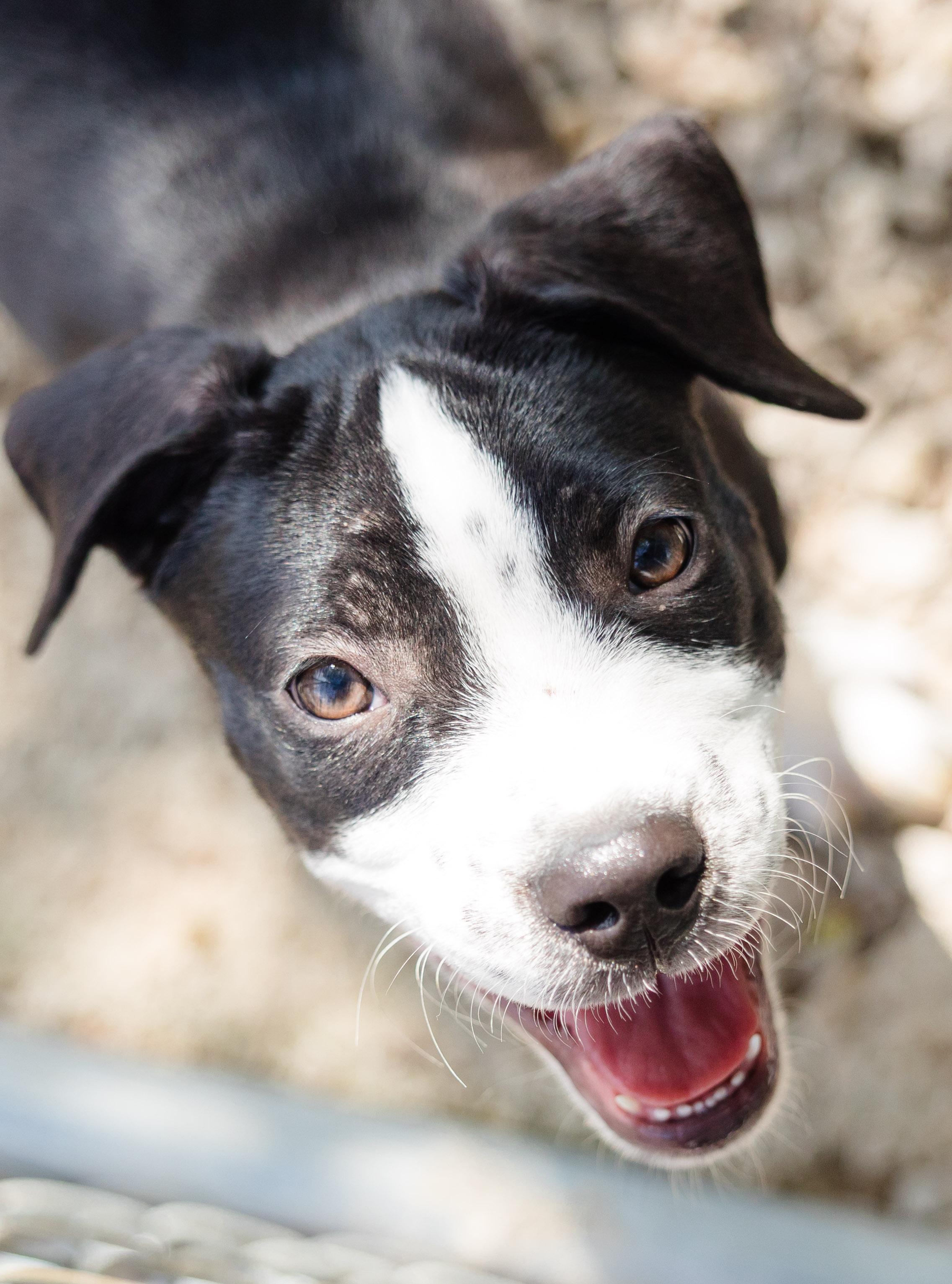 Enlarge Bad Boy, a Adoptable mixed breed in Newburgh, IN image 2/4