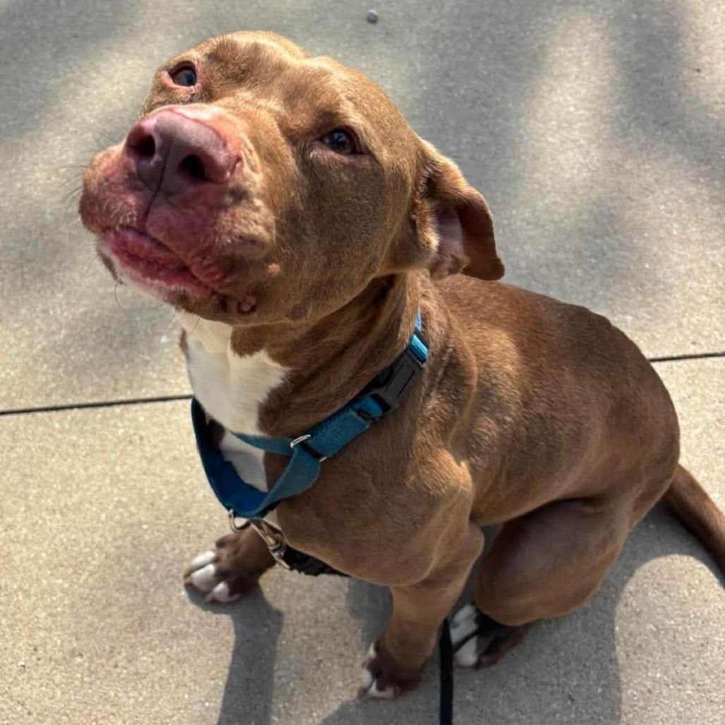 Bucky, Adoptable, Adult Male Mixed Breed.