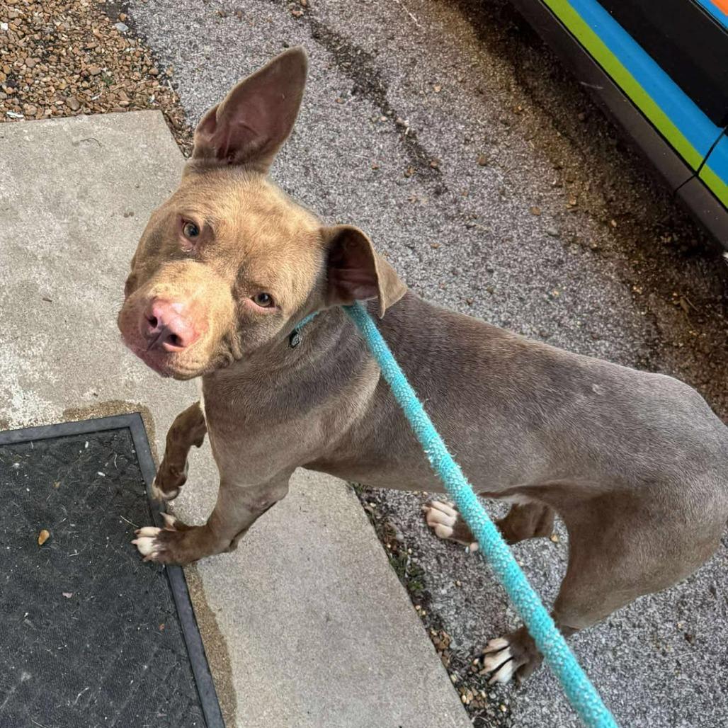 Bucky, a Adoptable Mixed Breed in Edwardsville, IL image 2/5