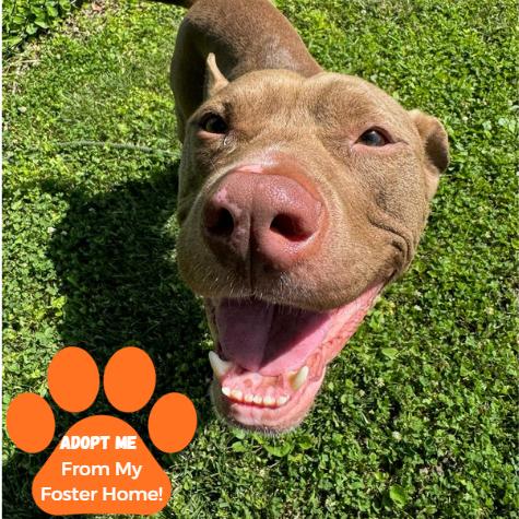Bucky, a Adoptable Mixed Breed in Edwardsville, IL image 4/5