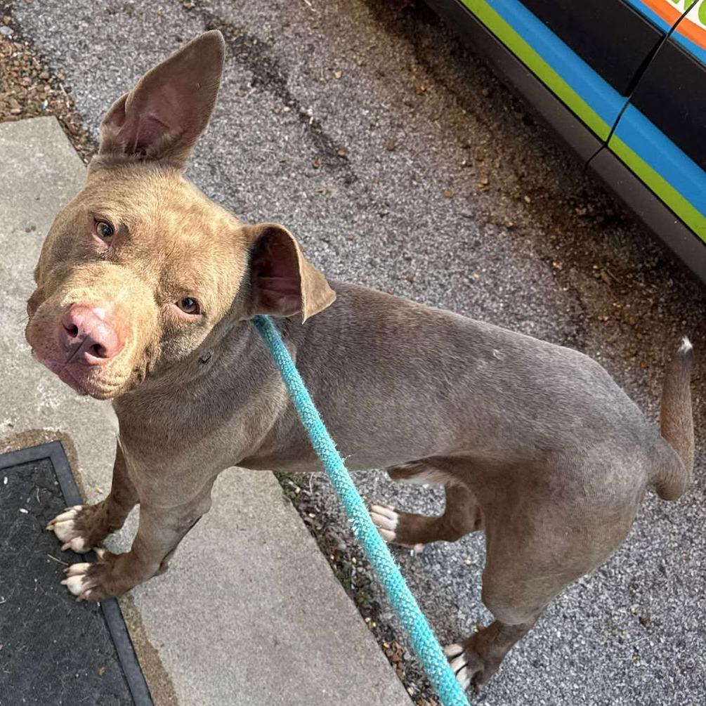 Bucky, a Adoptable Mixed Breed in Edwardsville, IL image 5/5