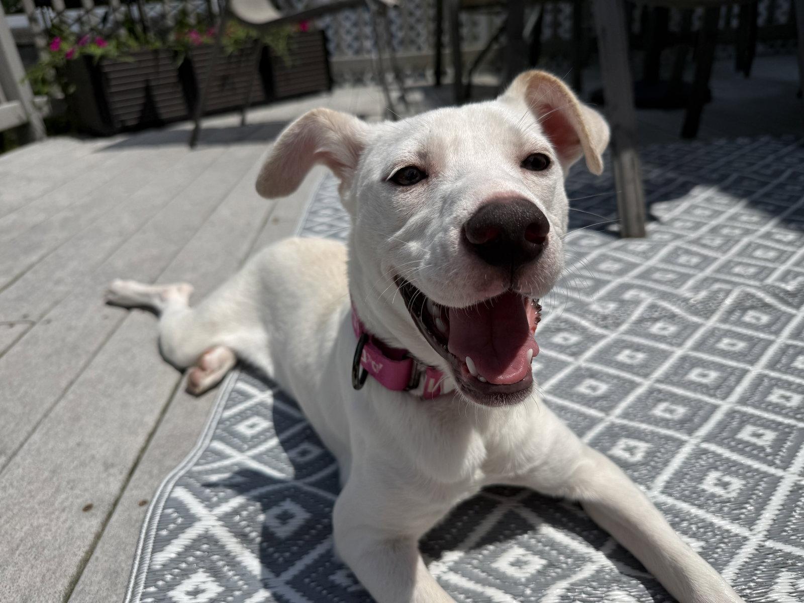 Enlarge Biscuit (lab) - beautiful girl, a Adoptable Labrador Retriever in Oakhurst, NJ image 1/3