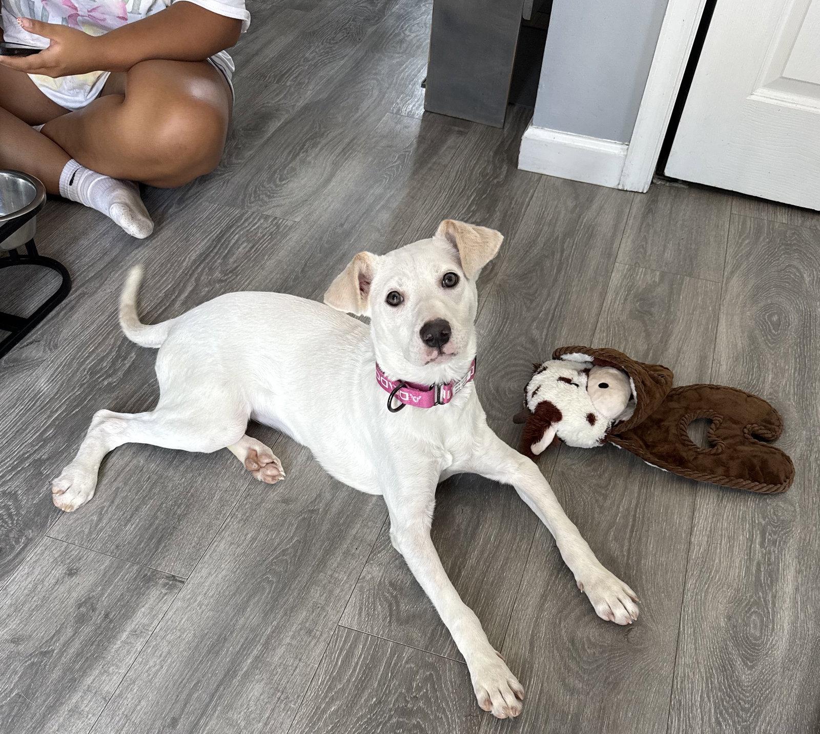 Enlarge Biscuit (lab) - beautiful girl, a Adoptable Labrador Retriever in Oakhurst, NJ image 3/3