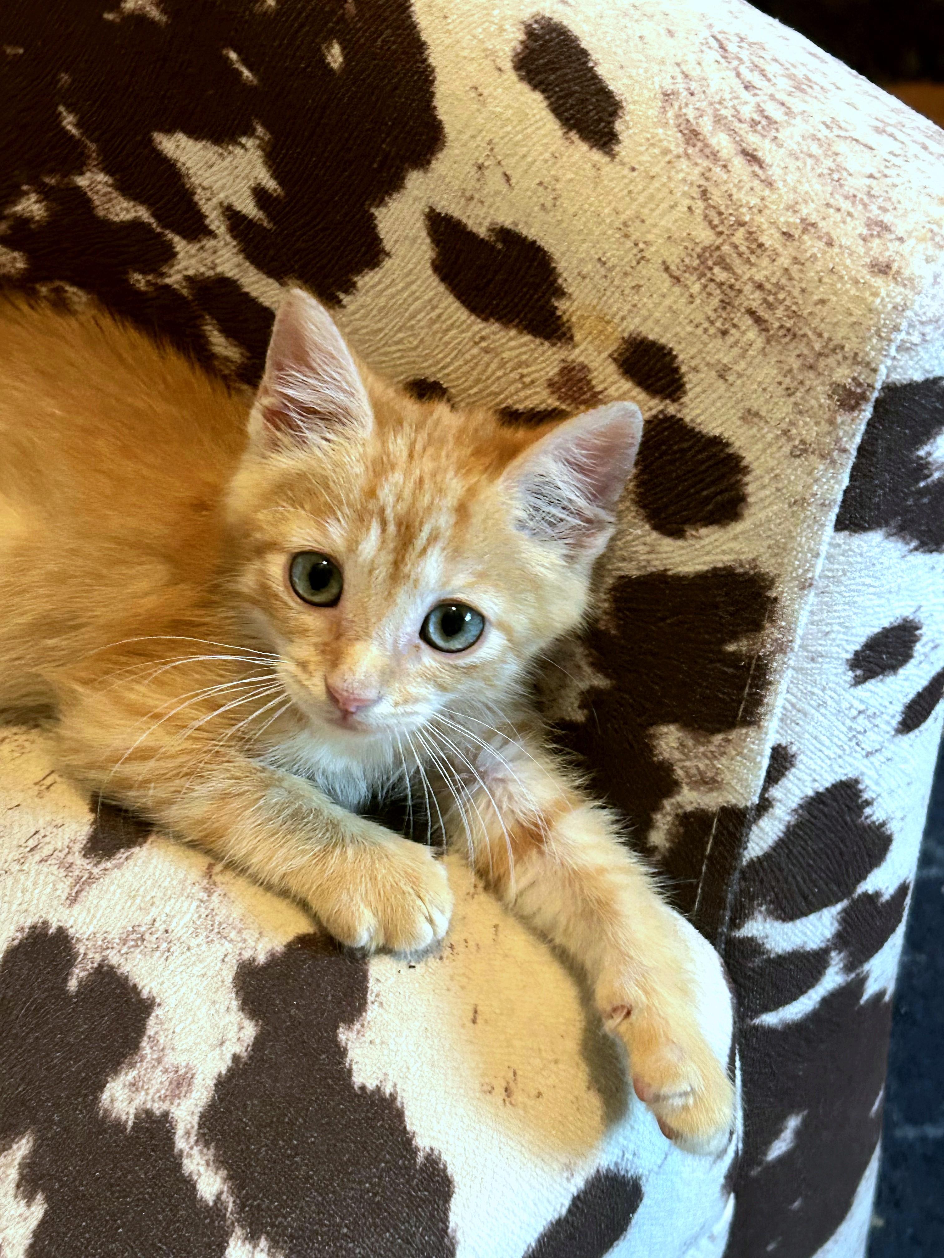 Enlarge Trevor - ADOPTION PENDING, an adopted Domestic Short Hair in Mt Pleasant, SC image 5/6