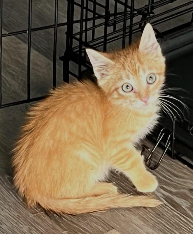 Enlarge Trevor - ADOPTION PENDING, an adopted Domestic Short Hair in Mt Pleasant, SC image 6/6