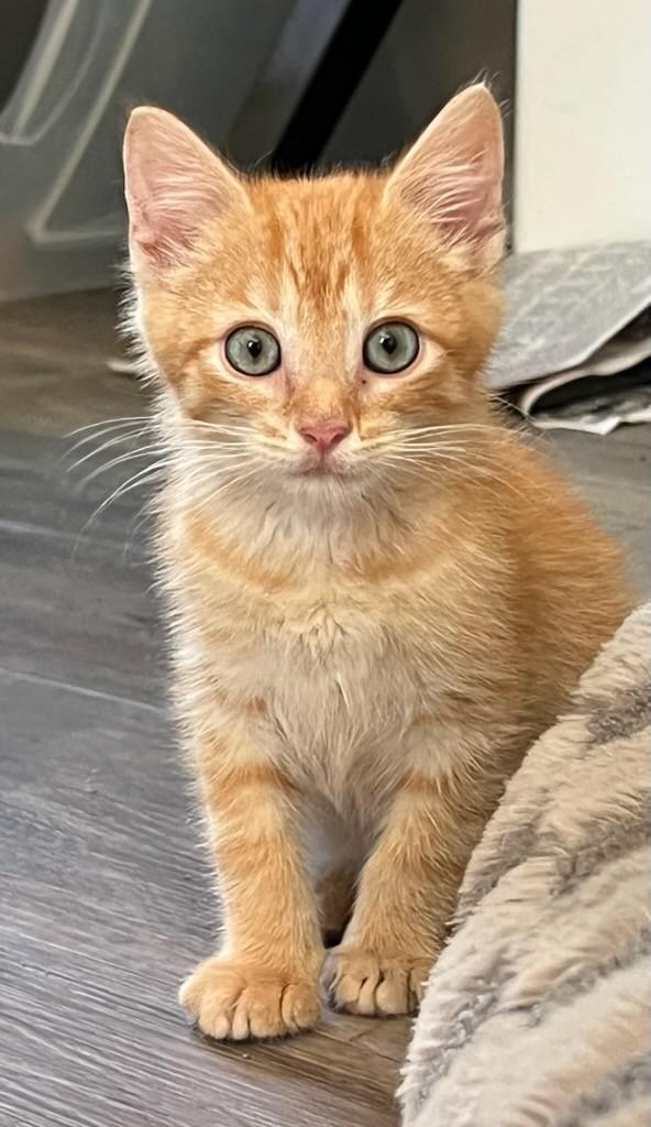 Enlarge Trevor - ADOPTION PENDING, an adopted Domestic Short Hair in Mt Pleasant, SC image 1/6