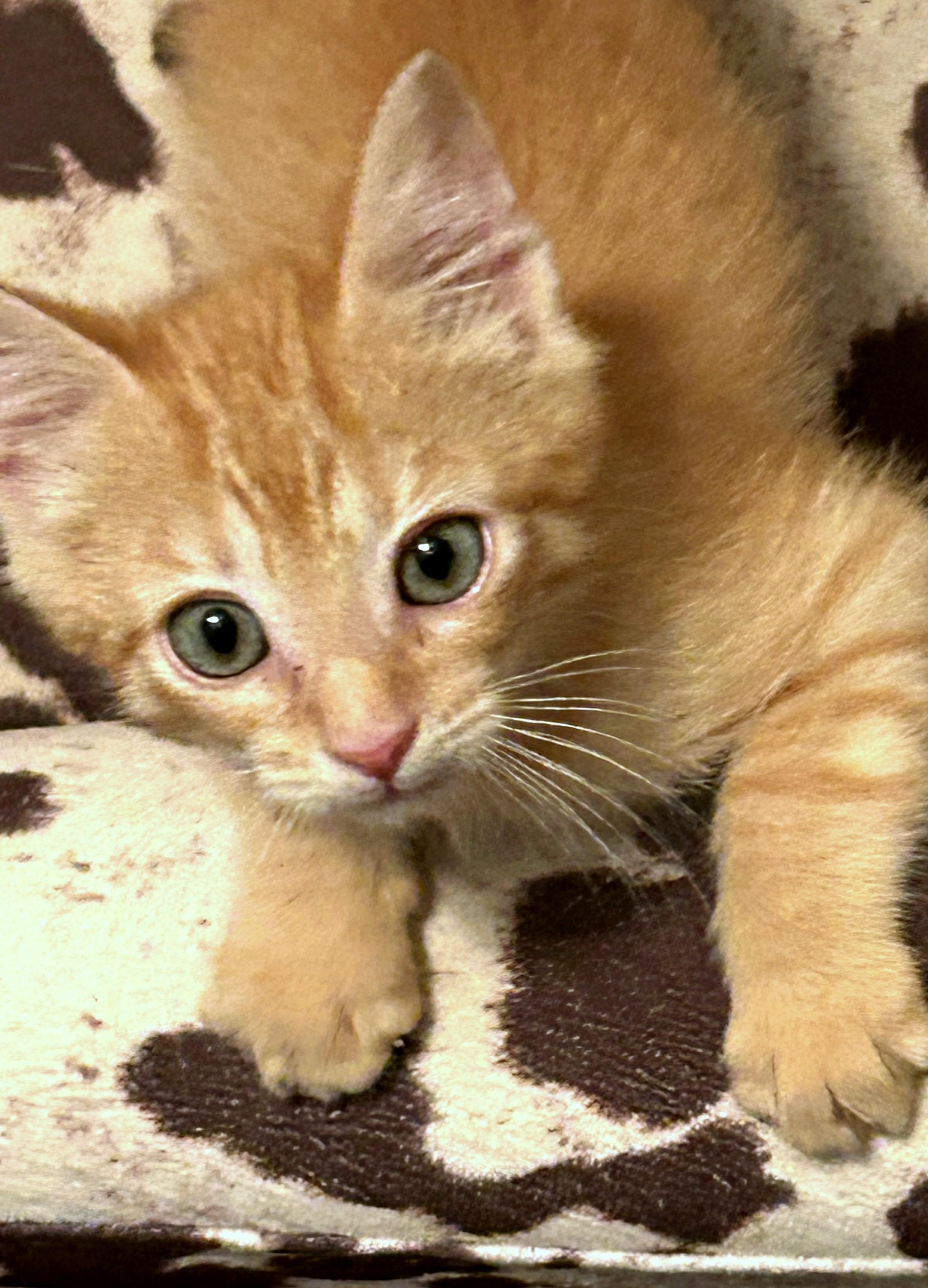 Enlarge Trevor - ADOPTION PENDING, an adopted Domestic Short Hair in Mt Pleasant, SC image 2/6