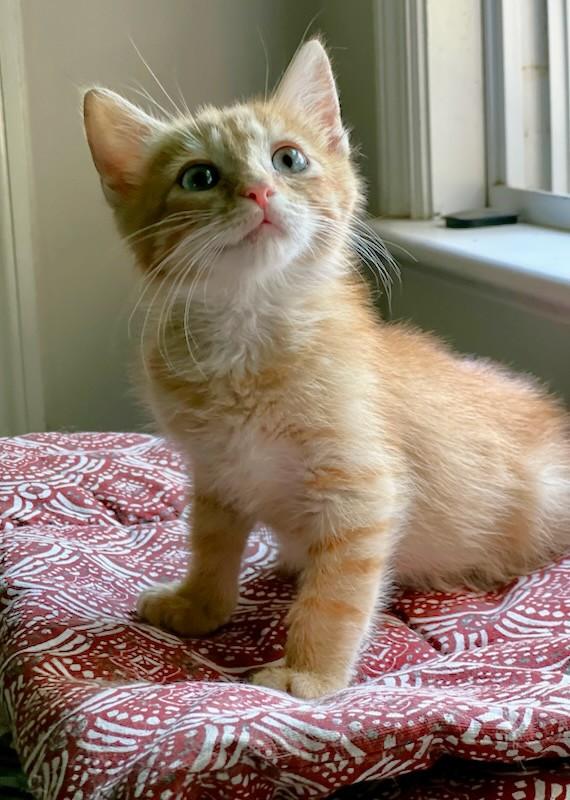 Enlarge Trevor - ADOPTION PENDING, an adopted Domestic Short Hair in Mt Pleasant, SC image 4/6
