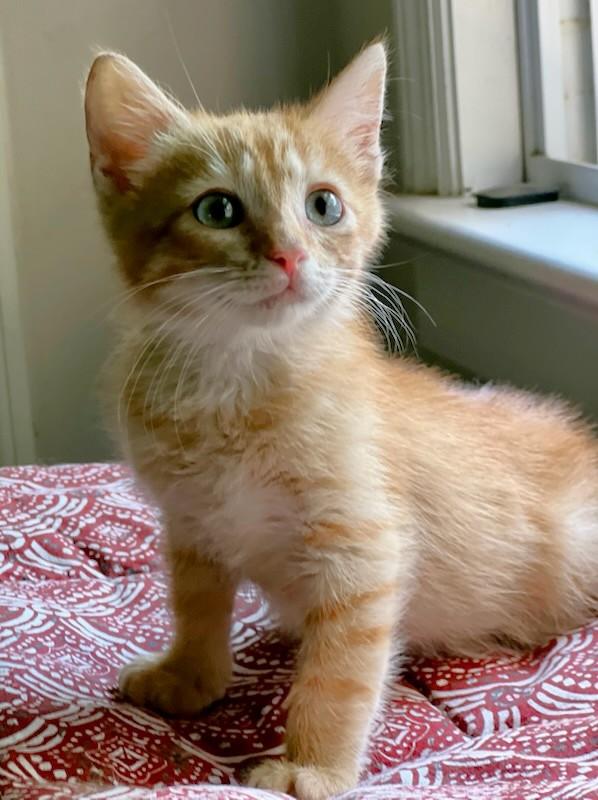 Enlarge Trevor - ADOPTION PENDING, an adopted Domestic Short Hair in Mt Pleasant, SC image 3/6
