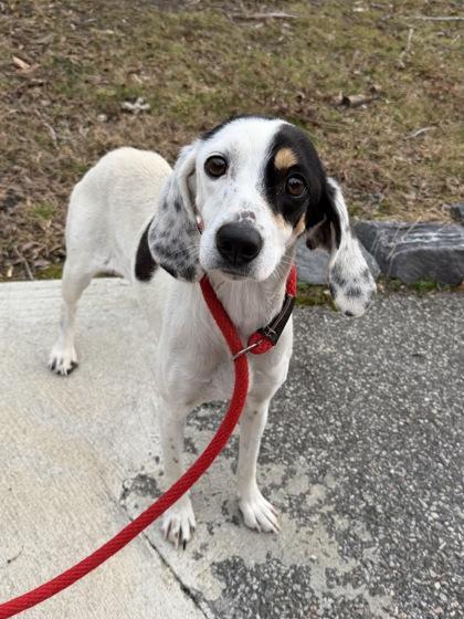 Oreo, Adoptable, Adult Female Hound & Mixed Breed.