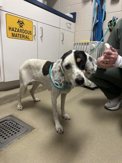 Enlarge Oreo, a Adoptable mixed breed in King William, VA image 2/2