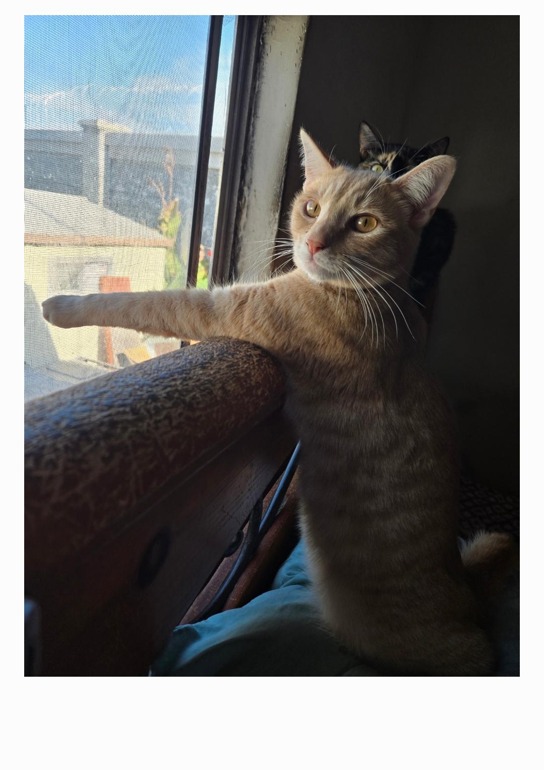 Ozzy INDOOR ONLY — thumbnail 3