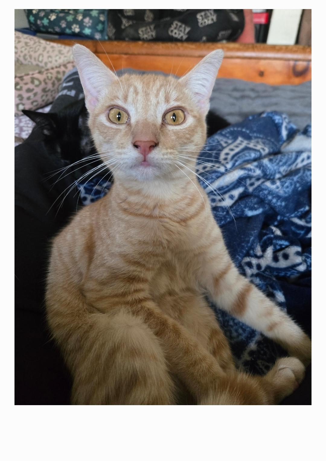 Ozzy INDOOR ONLY — thumbnail 4