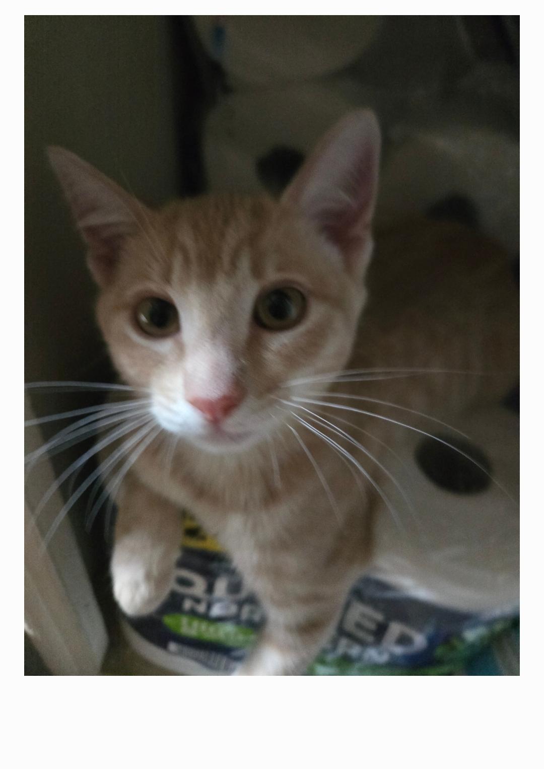 Ozzy INDOOR ONLY — thumbnail 5