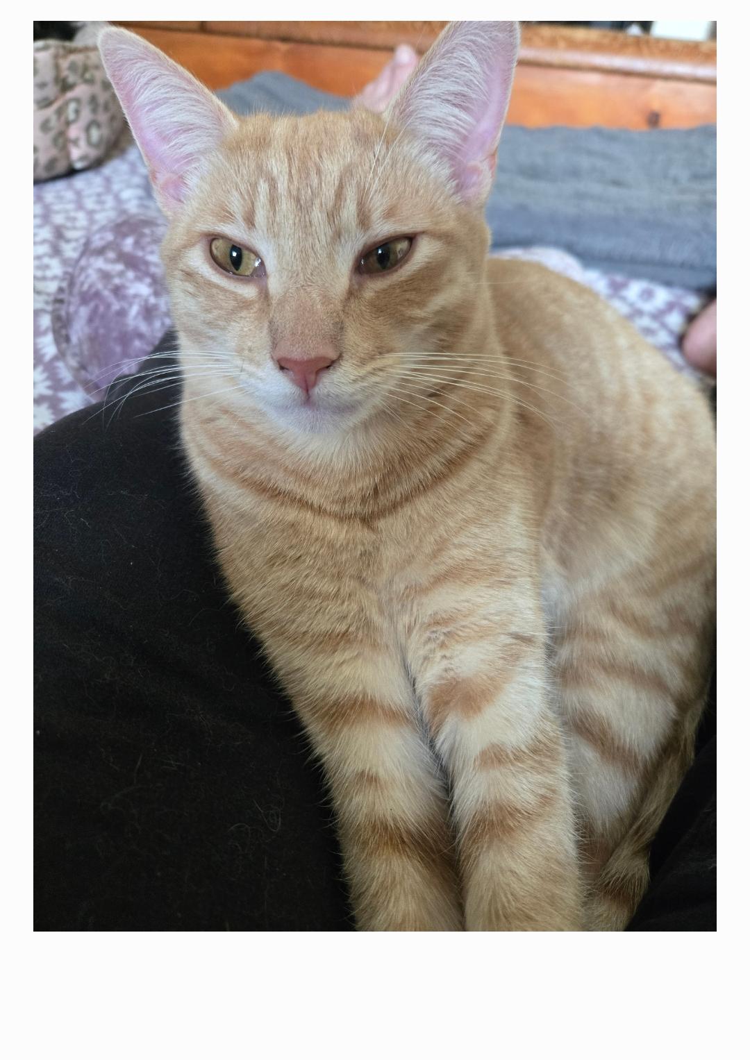 Ozzy INDOOR ONLY — thumbnail 6